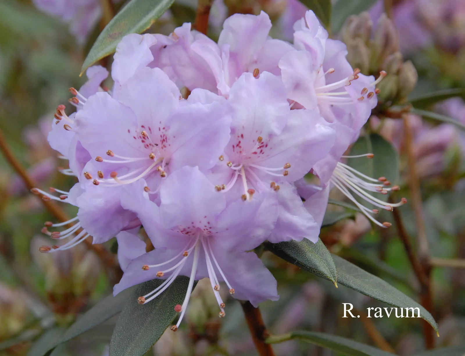 R. cuneatum photo of R. cuneatum. Location: Fearing's Farm Nursery, Abbotsford, BC, Canada. Photo by: Harold Fearing