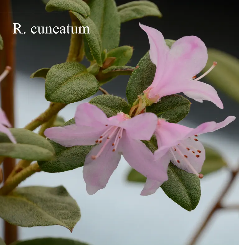 Photo of R. cuneatum, Species