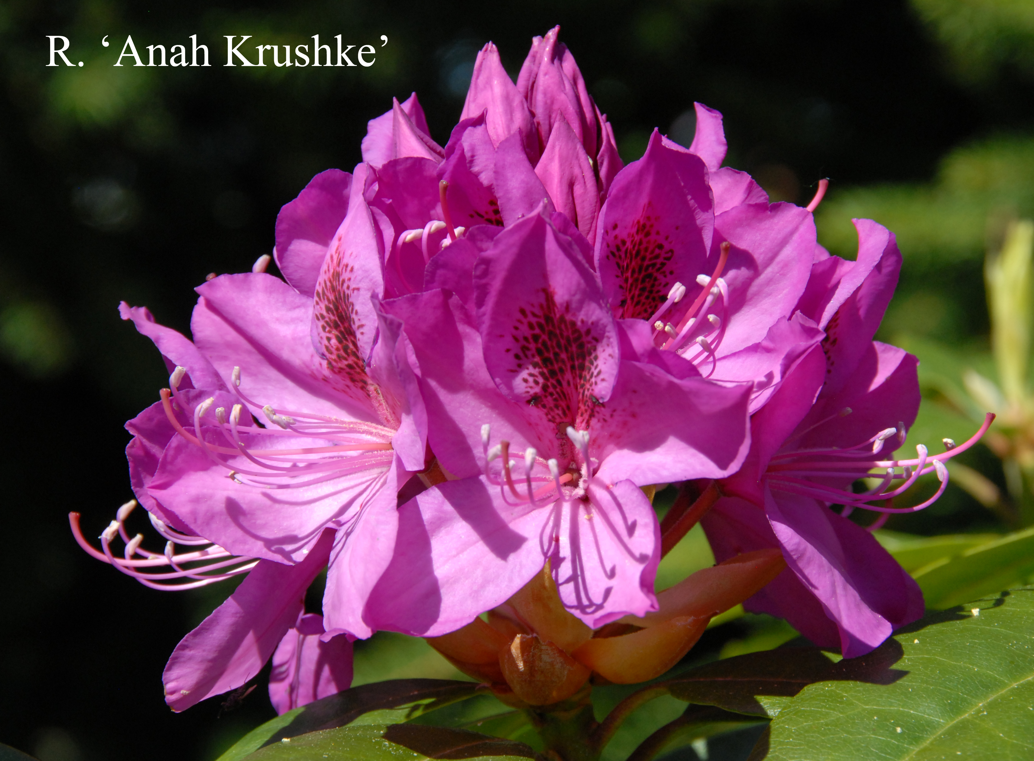 Rhododendron Anah Kruschke photo