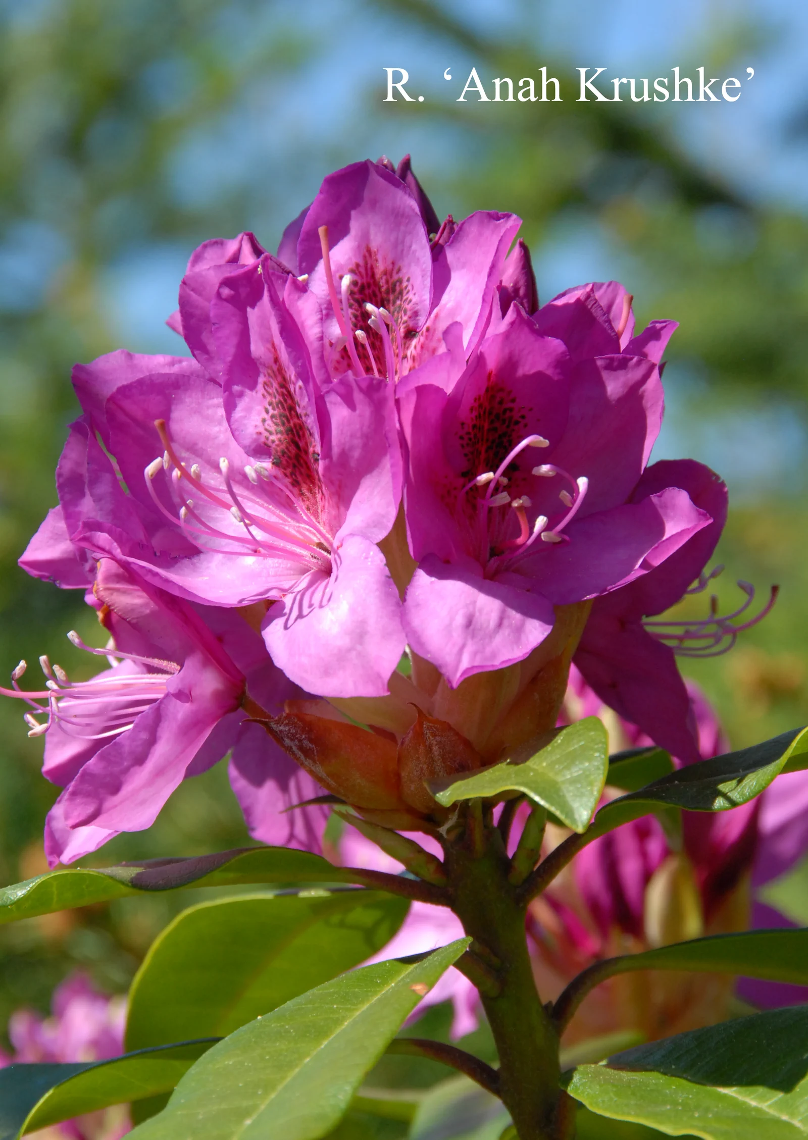 R. 'Anah Kruschke' photo of R. 'Anah Kruschke'. Location: Fearing's Farm Nursery, Abbotsford, BC, Canada. Photo by: Harold Fearing