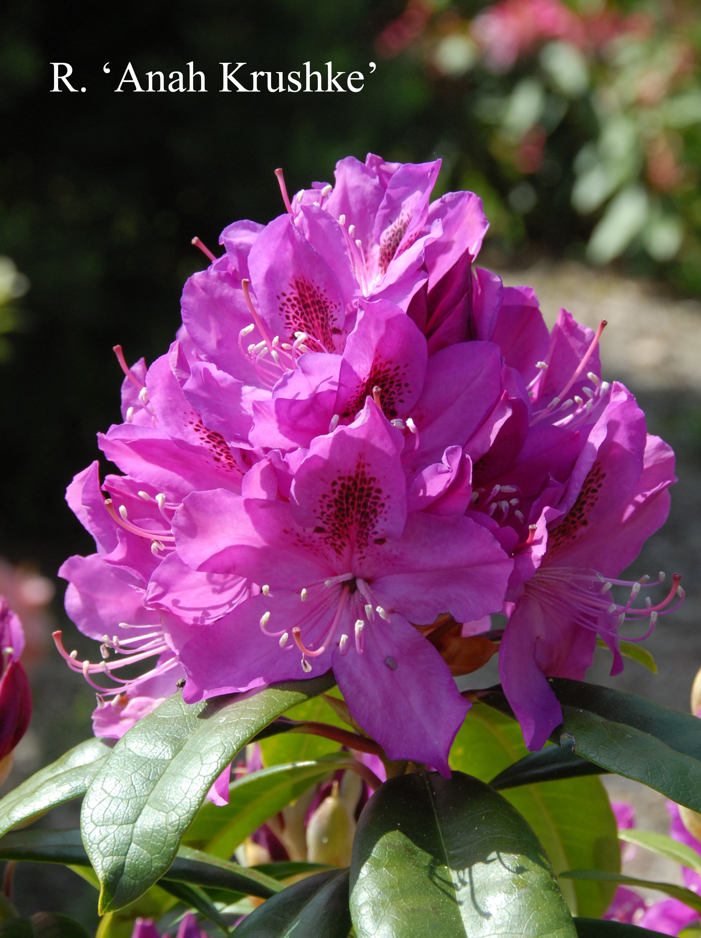 Rhododendron Anah Kruschke photo