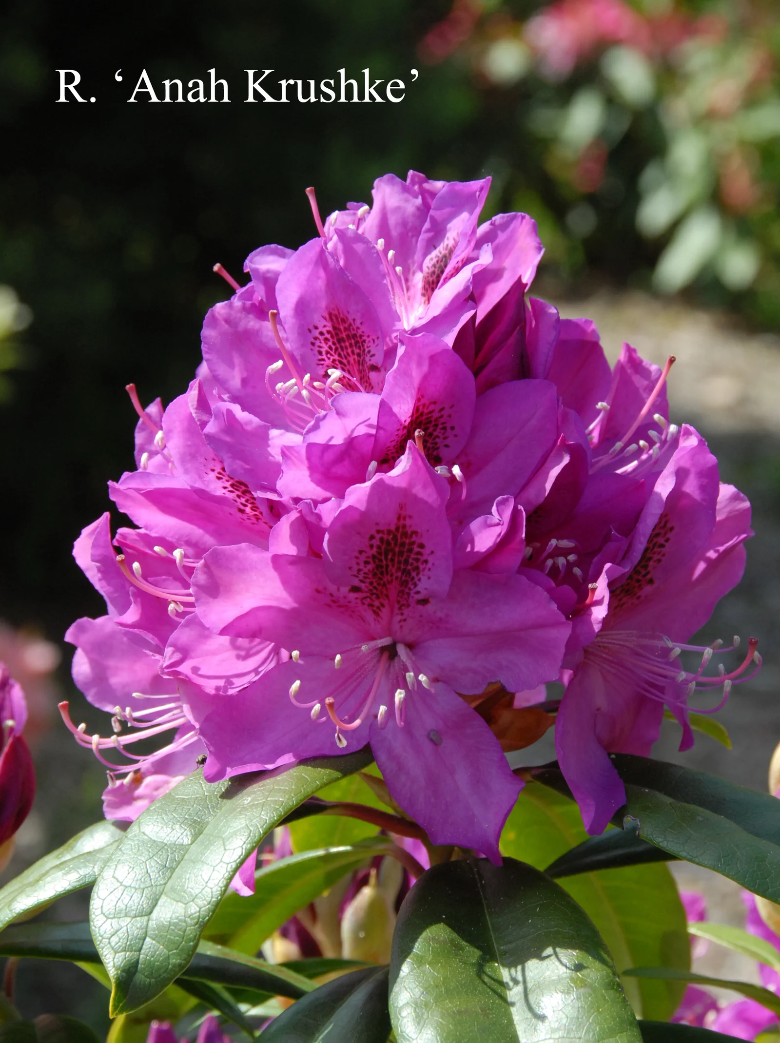 R. 'Anah Kruschke' photo of R. 'Anah Kruschke'. Location: Fearing's Farm Nursery, Abbotsford, BC, Canada. Photo by: Harold Fearing