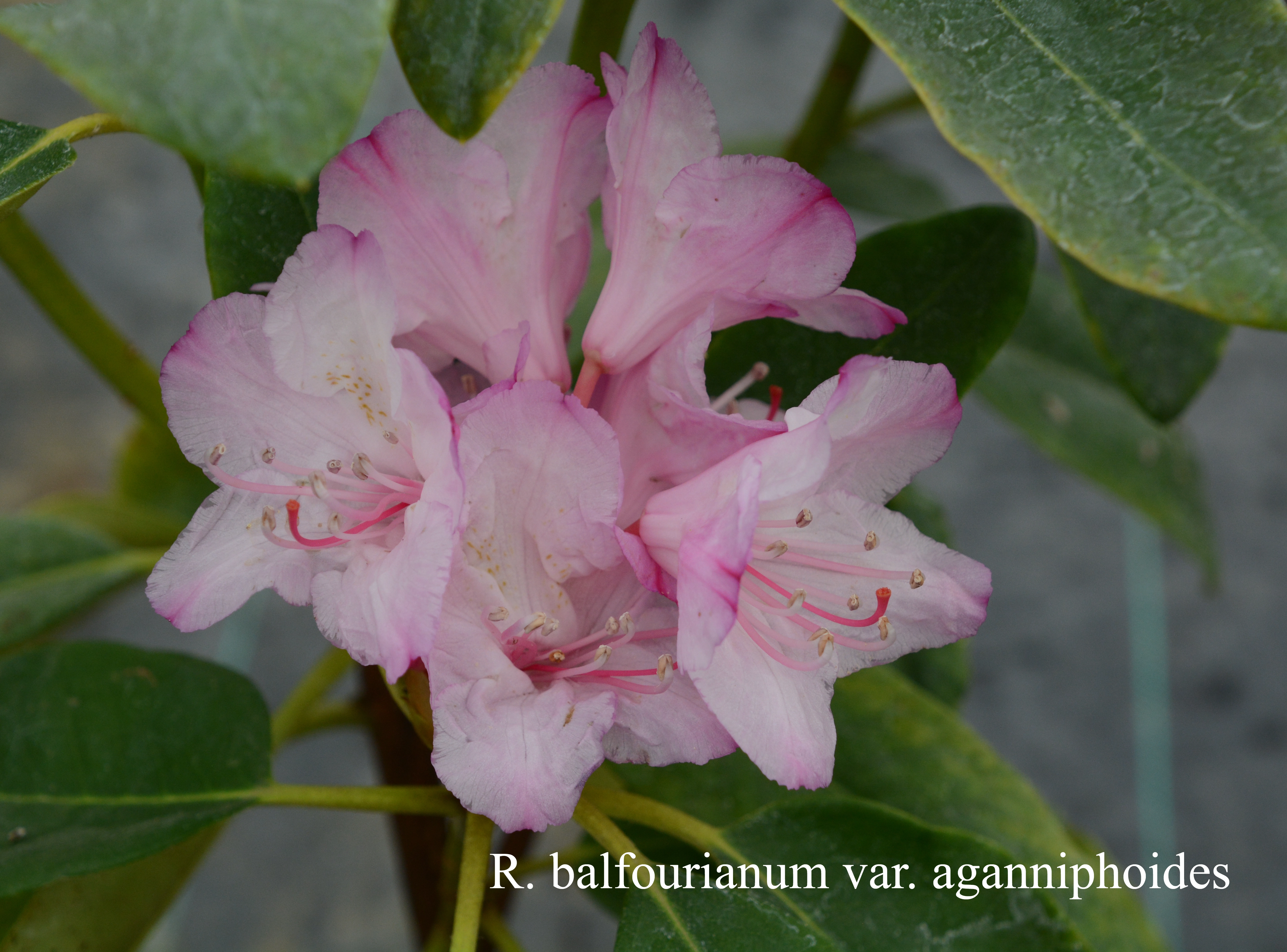 Rhododendron balfourianum var aganniphoides photo