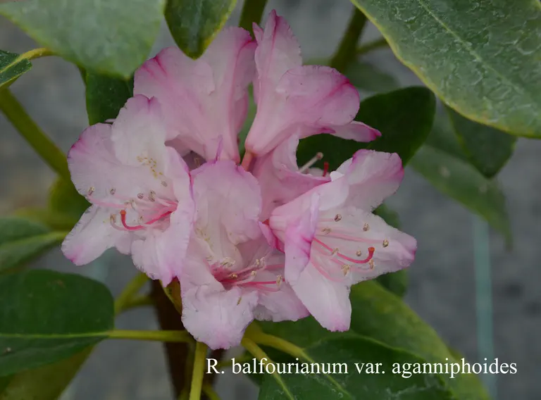 Photo of R. balfourianum var aganniphoides, Species