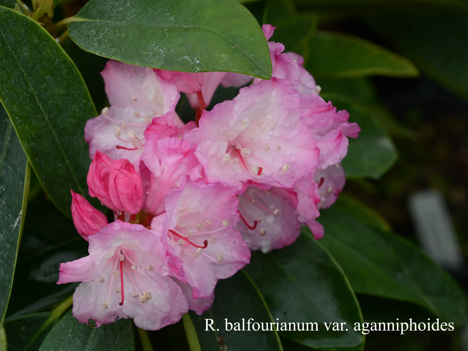 R. balfourianum var aganniphoides photo of R. balfourianum var aganniphoides. Location: Fearing's Farm Nursery, Abbotsford, BC, Canada. Photo by: Harold Fearing