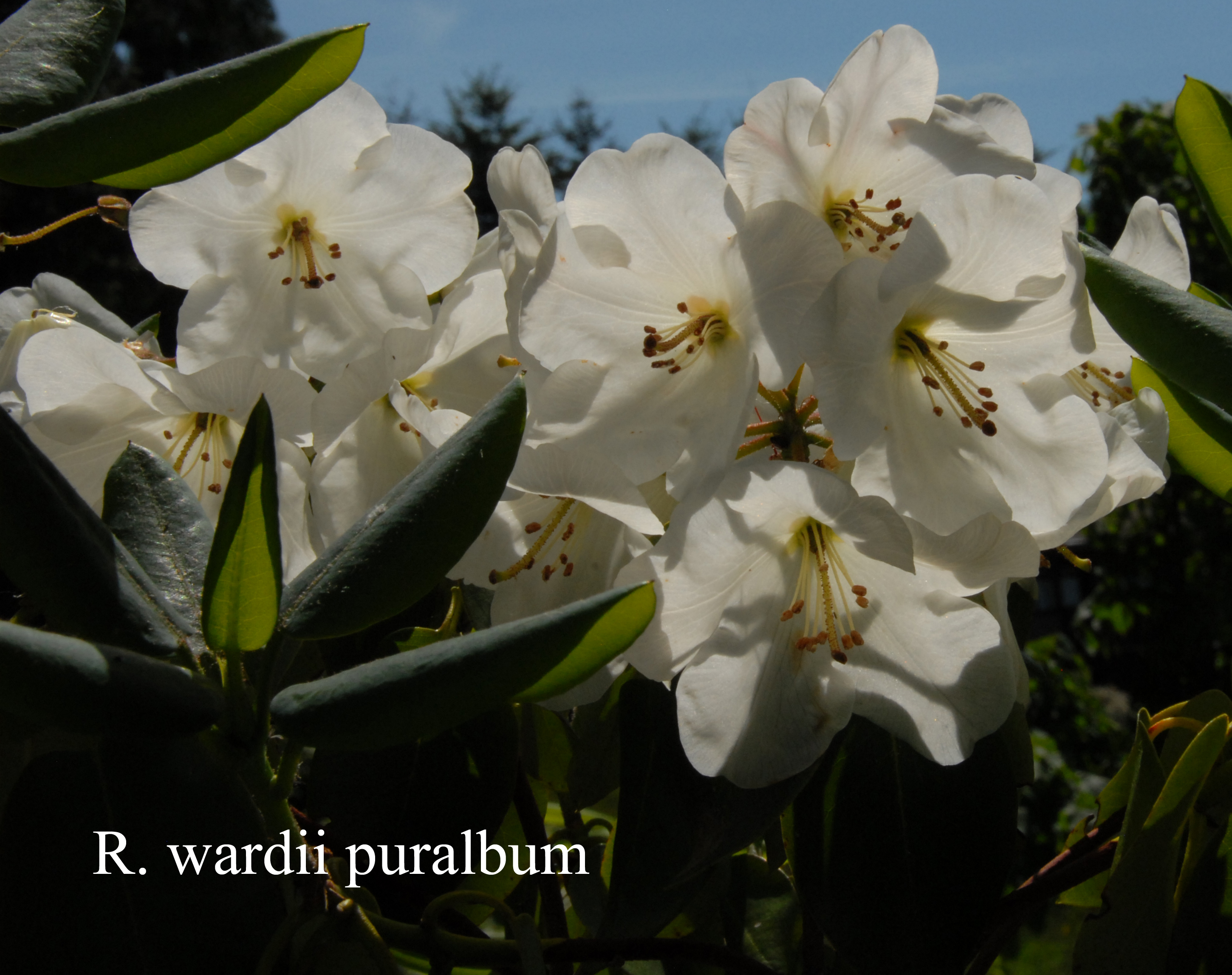 Rhododendron wardii var puralbum photo