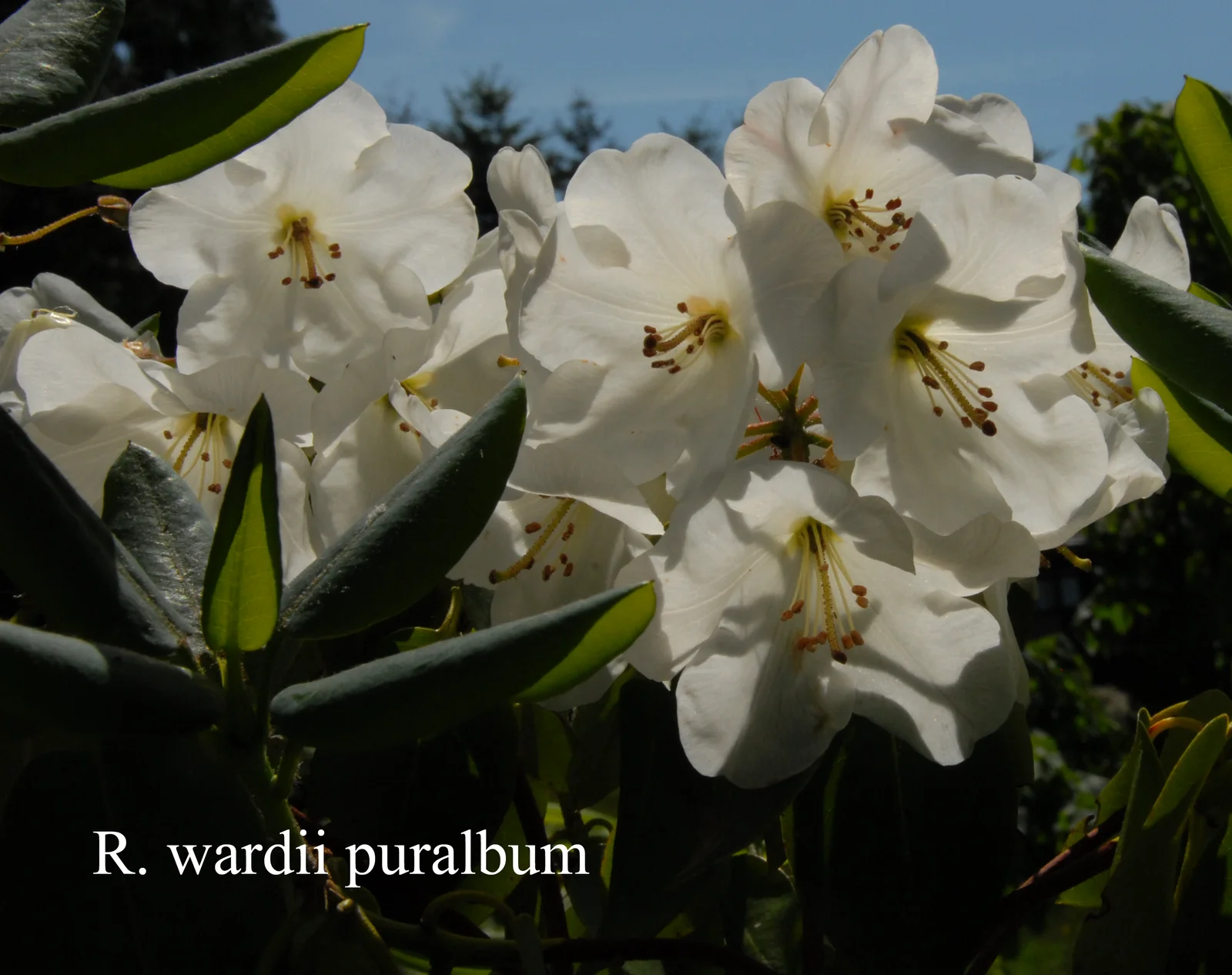 R. wardii var puralbum photo of R. wardii var puralbum. Location: Fearing's Farm Nursery, Abbotsford, BC, Canada. Photo by: Harold Fearing