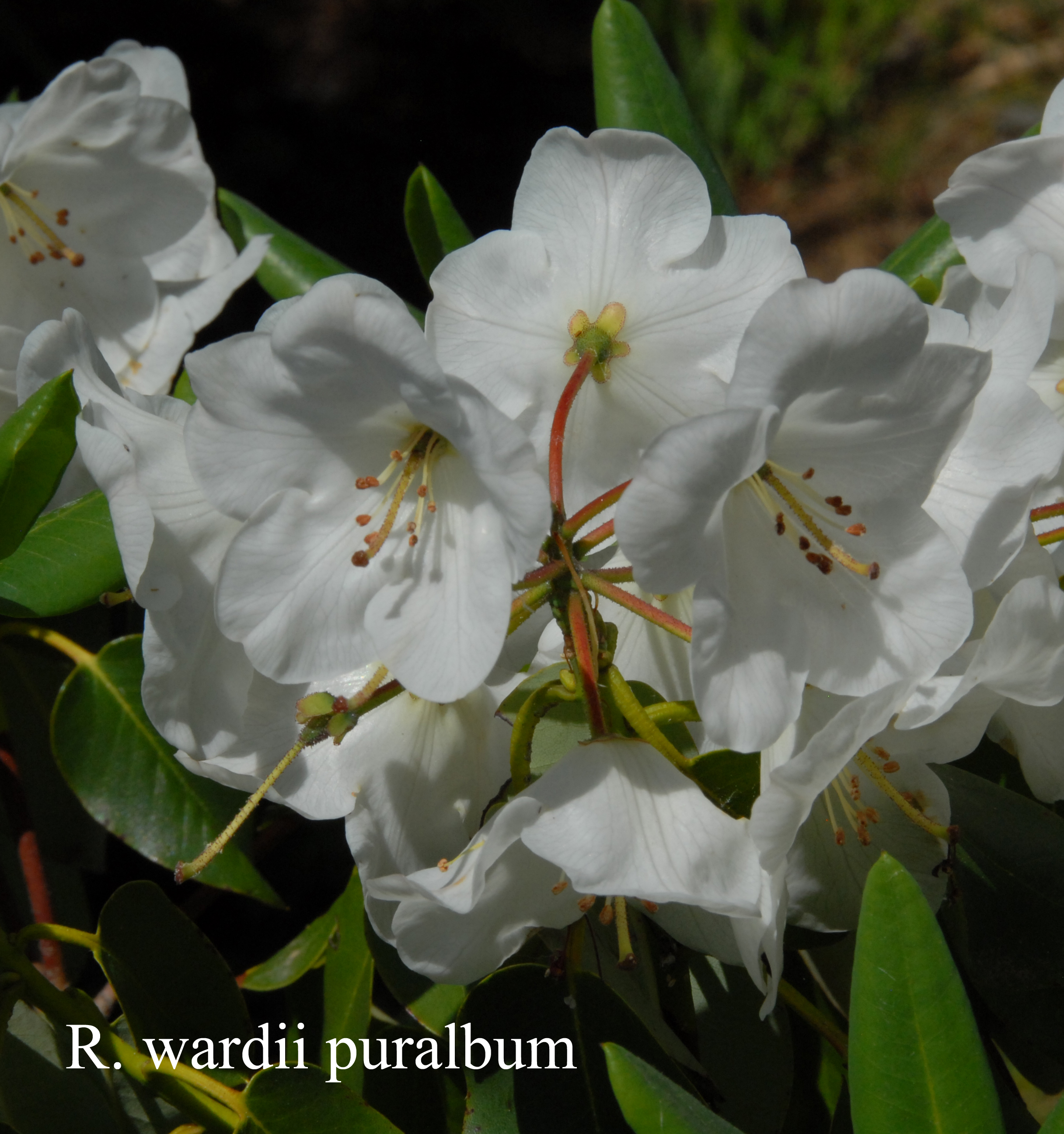 Rhododendron wardii var puralbum photo