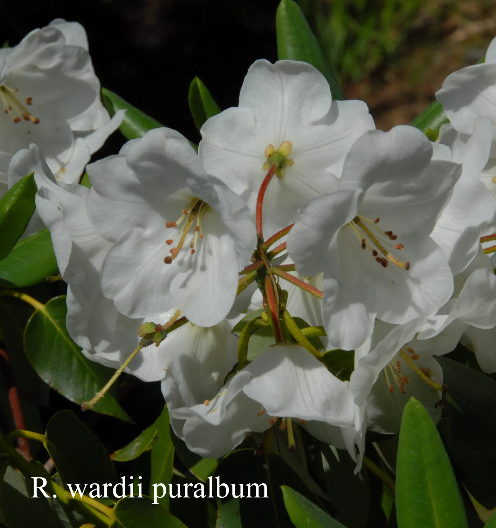 R. wardii var puralbum photo of R. wardii var puralbum. Location: Fearing's Farm Nursery, Abbotsford, BC, Canada. Photo by: Harold Fearing