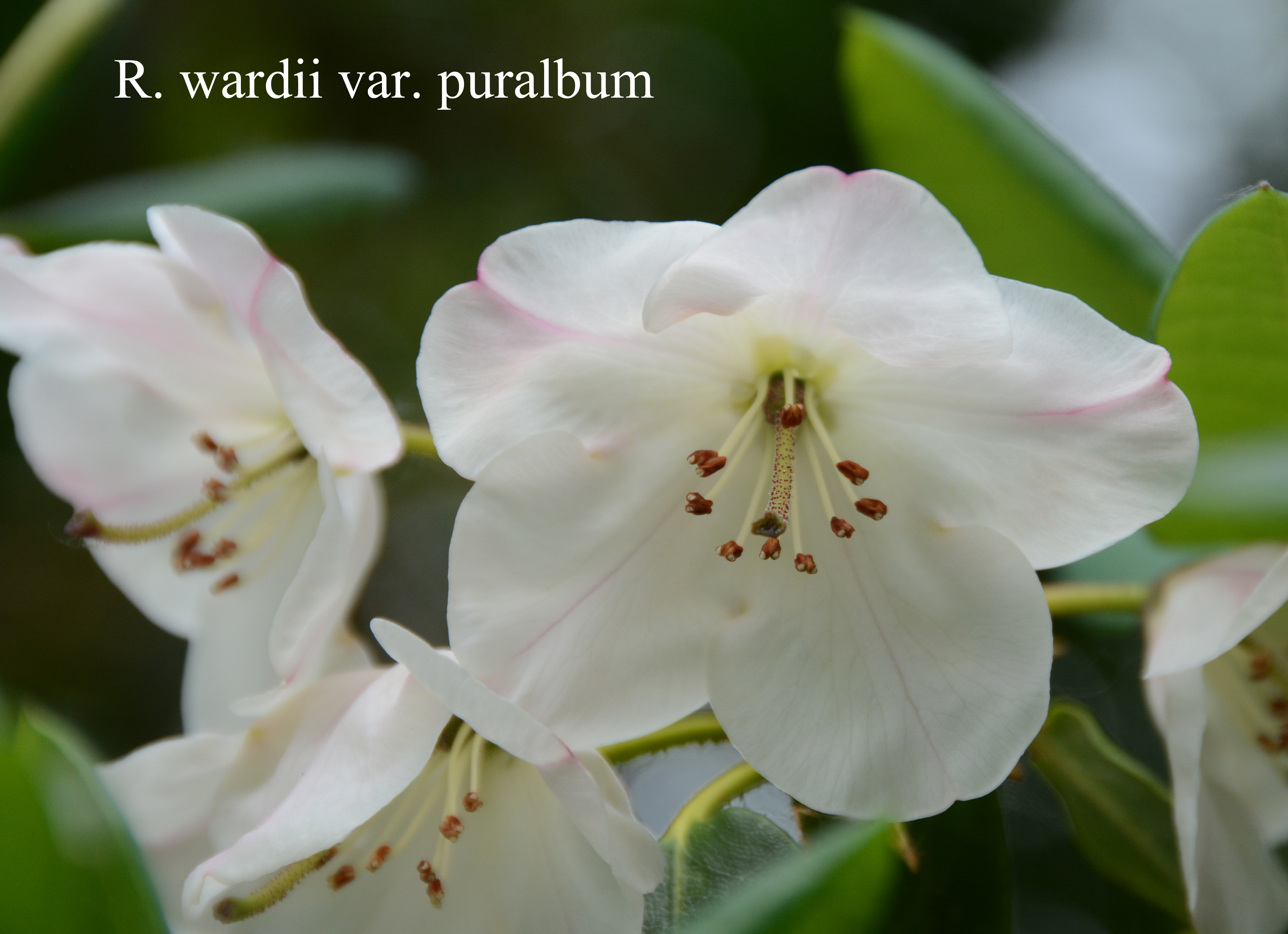 Rhododendron wardii var puralbum photo