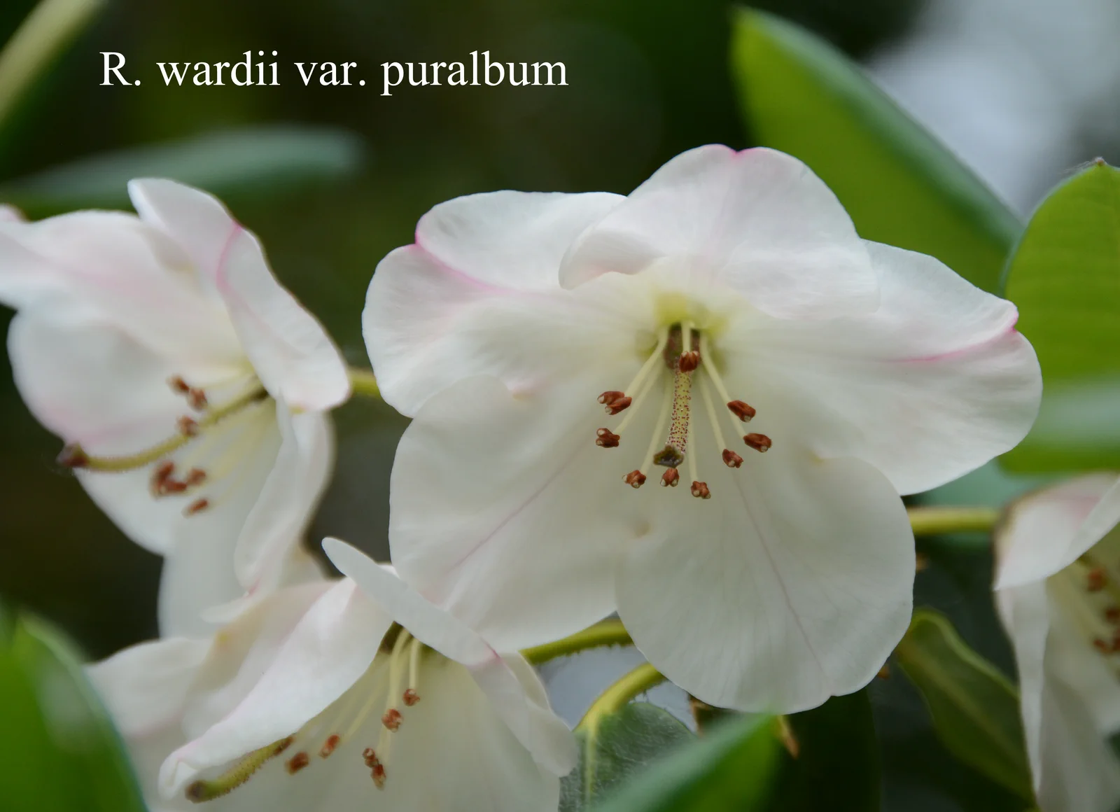 R. wardii var puralbum photo of R. wardii var puralbum. Location: Fearing's Farm Nursery, Abbotsford, BC, Canada. Photo by: Harold Fearing