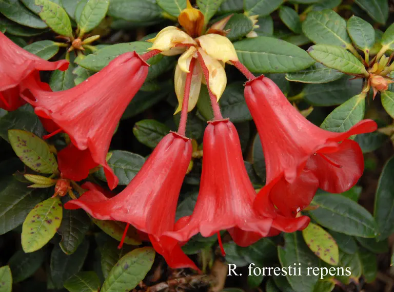 Photo of R. forrestii Repens Group, Species