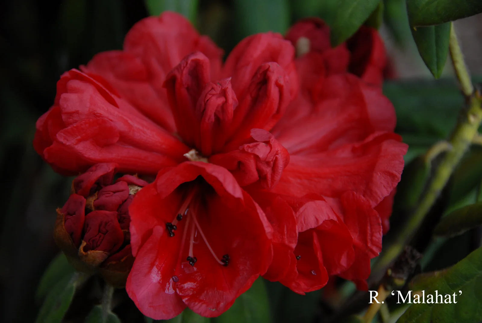 R. 'Malahat' photo of R. 'Malahat'. Location: Fearing's Farm Nursery, Abbotsford, BC, Canada. Photo by: Harold Fearing