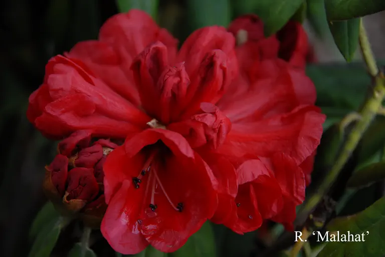 Photo of R. 'Malahat', Rhododendron Hybrid