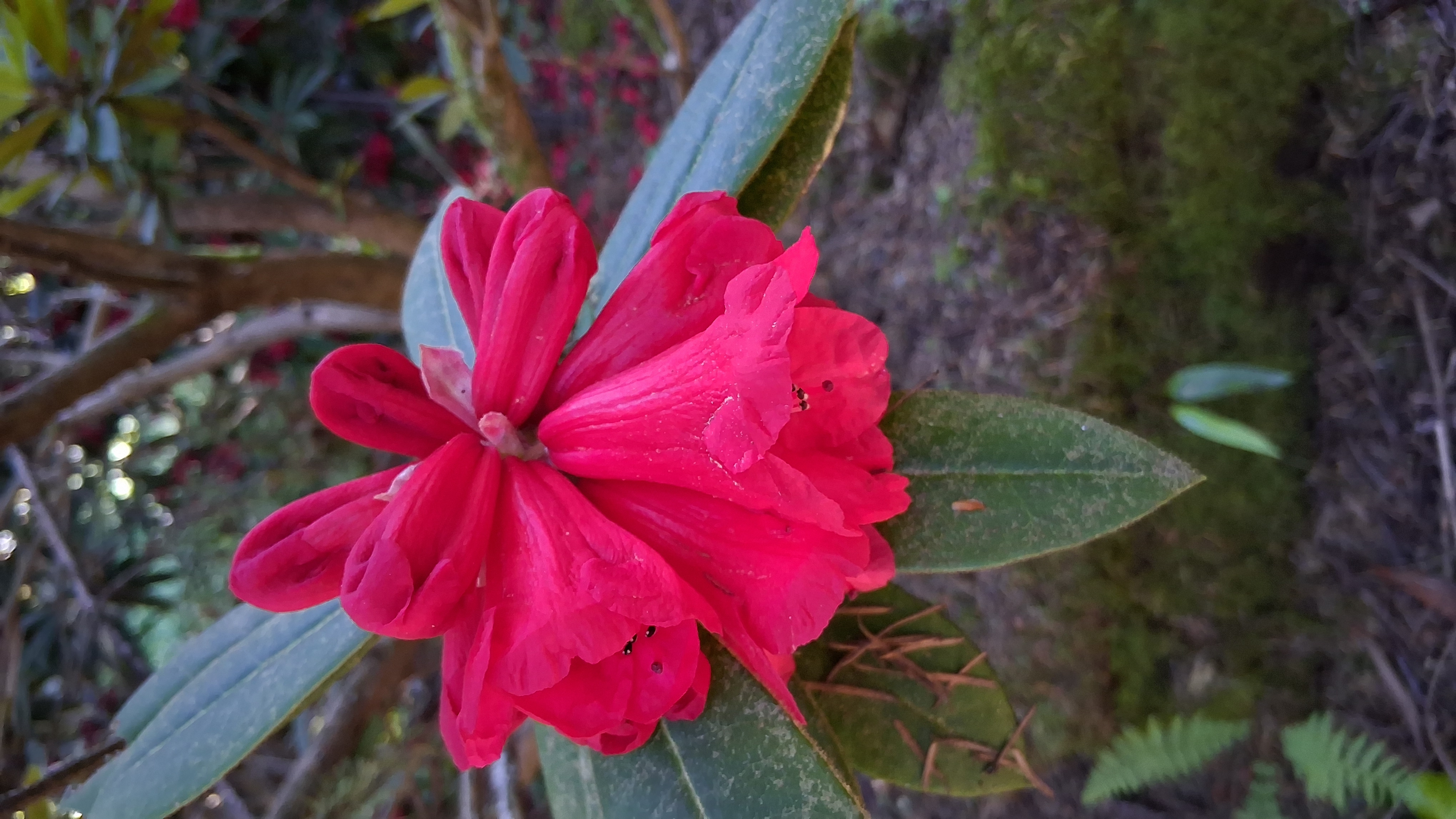 Rhododendron Malahat photo
