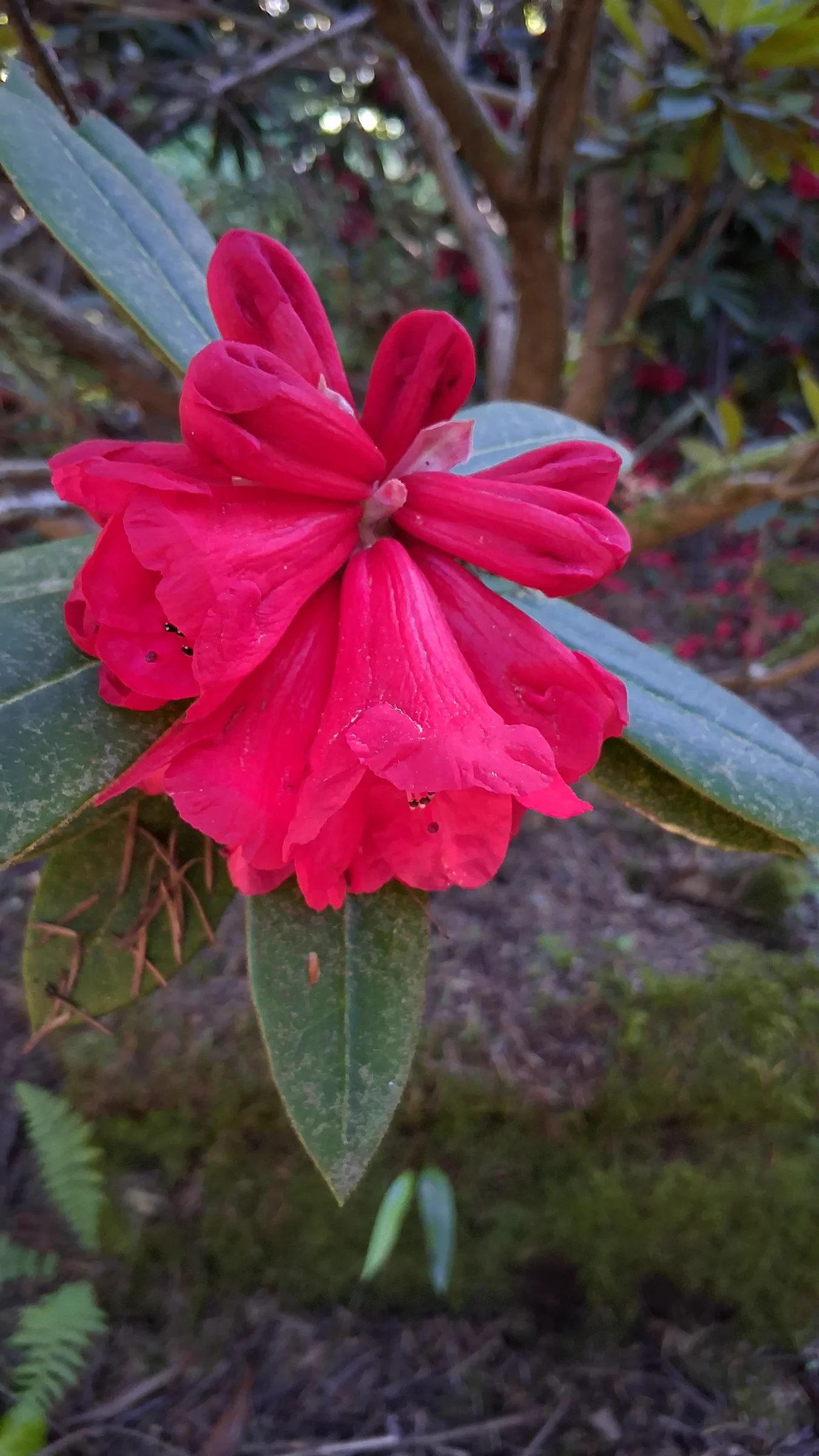 R. 'Malahat' photo of R. 'Malahat'. R. 'Malahat' flowers starting to open.. Location: Rhododendron Species Botanical Garden. Photo by: Thatrhodylady