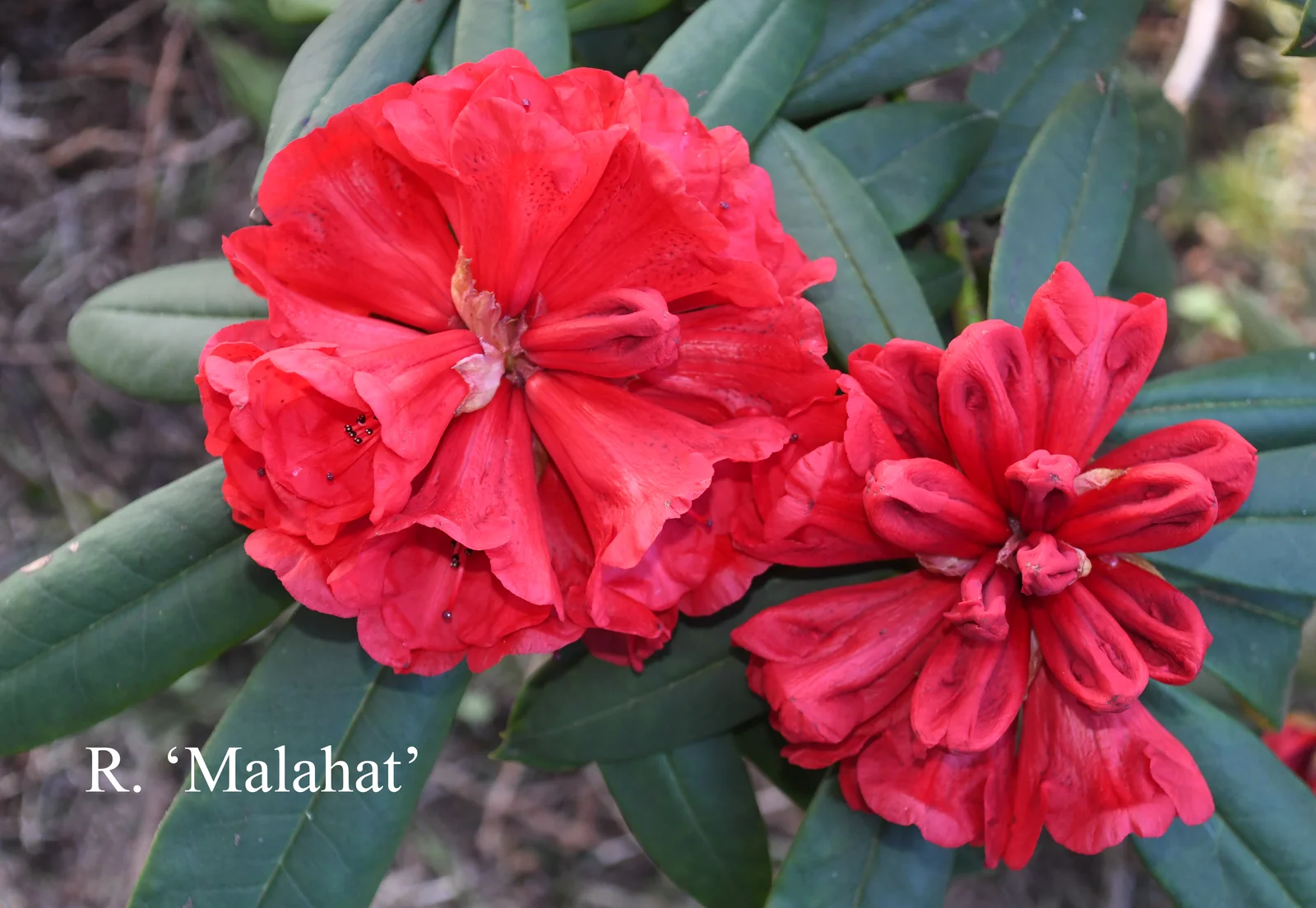 R. 'Malahat' photo of R. 'Malahat'. Location: Fearing's Farm Nursery, Abbotsford, BC, Canada. Photo by: Harold Fearing
