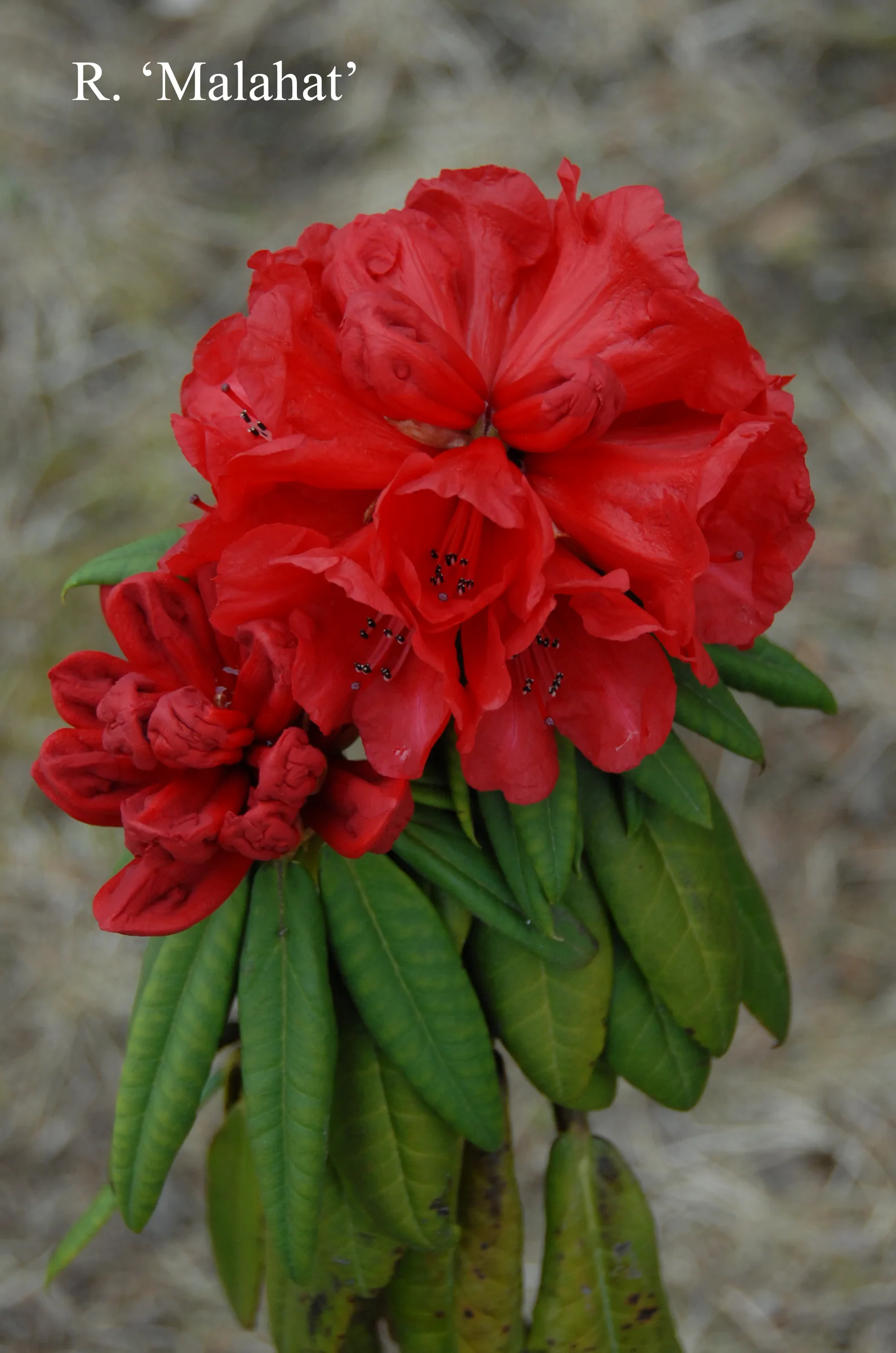 R. 'Malahat' photo of R. 'Malahat'. Location: Fearing's Farm Nursery, Abbotsford, BC, Canada. Photo by: Harold Fearing