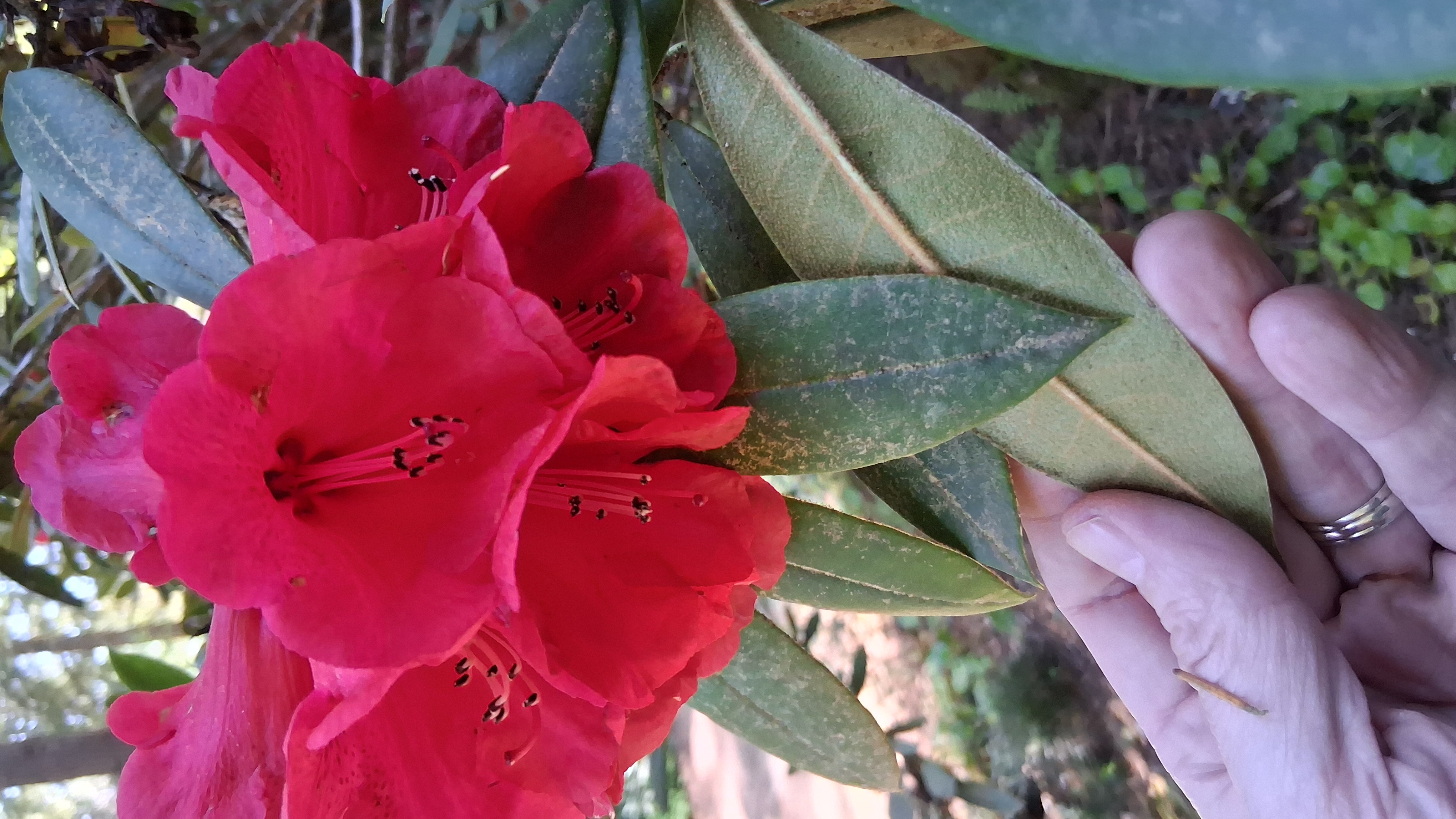 Rhododendron Malahat photo