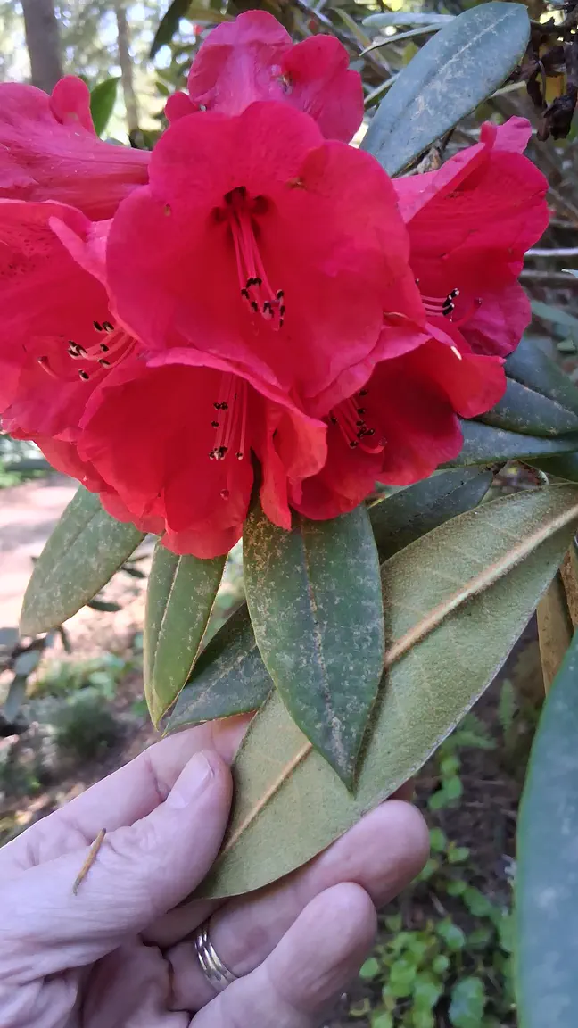 Photo of R. 'Malahat', Rhododendron Hybrid