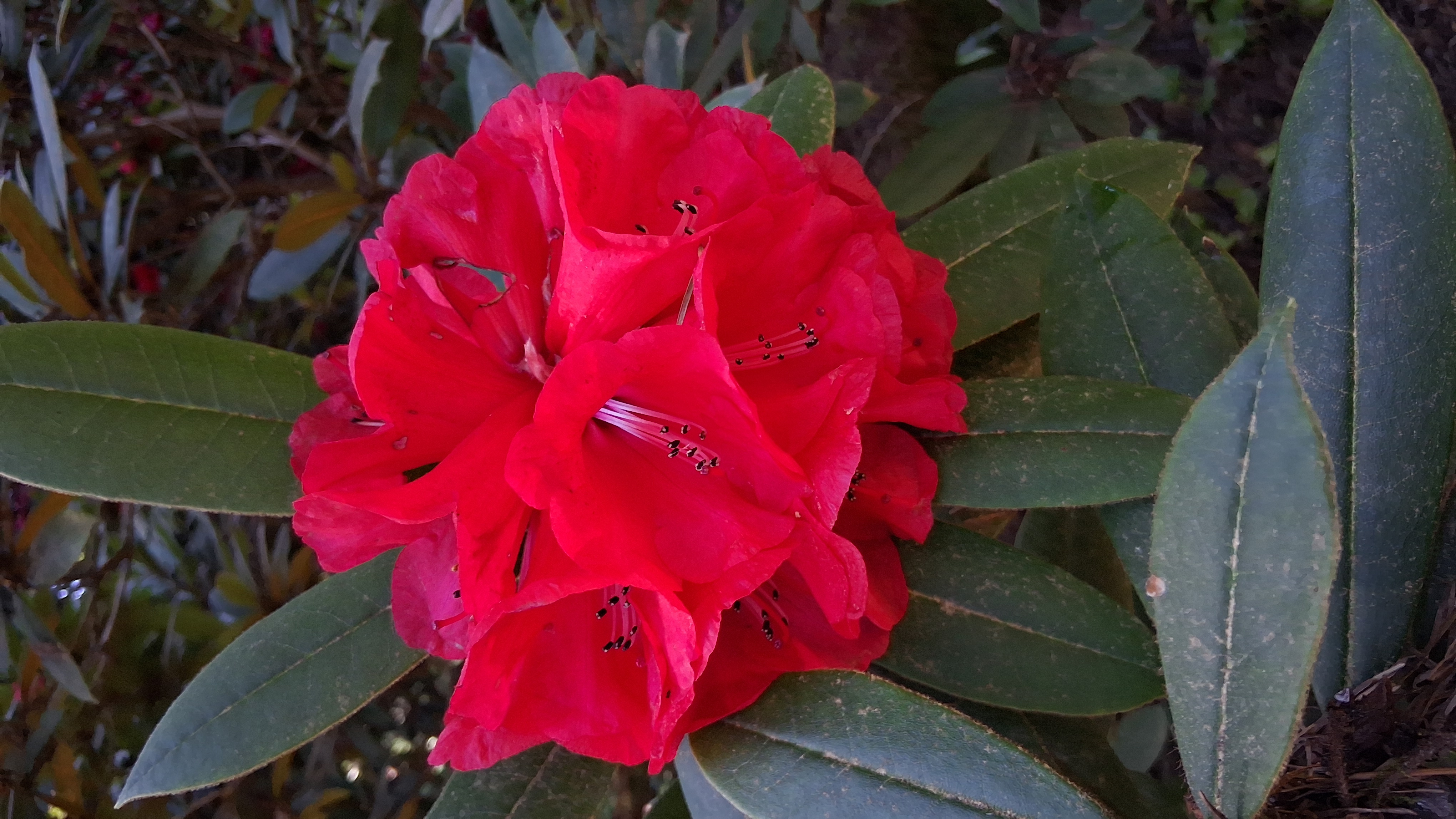 Rhododendron Malahat photo