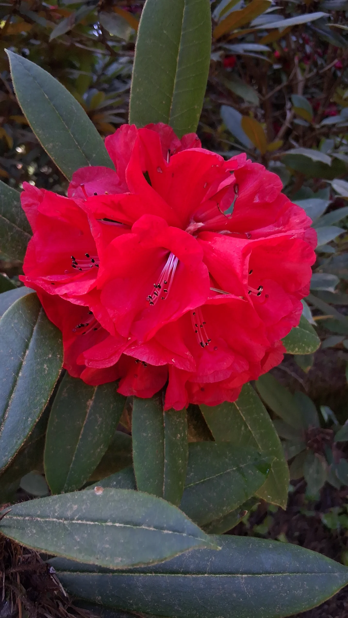 R. 'Malahat' photo of R. 'Malahat'. R. 'Malahat' flowers.. Location: Rhododendron Species Botanical Garden. Photo by: Thatrhodylady