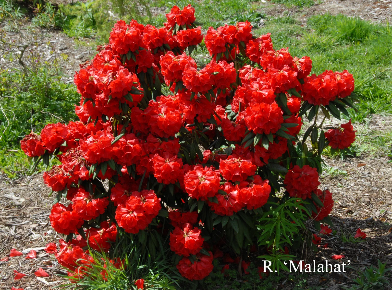 R. 'Malahat' photo of R. 'Malahat'. Location: Fearing's Farm Nursery, Abbotsford, BC, Canada. Photo by: Harold Fearing