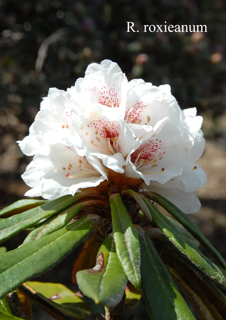 Photo of R. roxieanum var roxieanum, Species