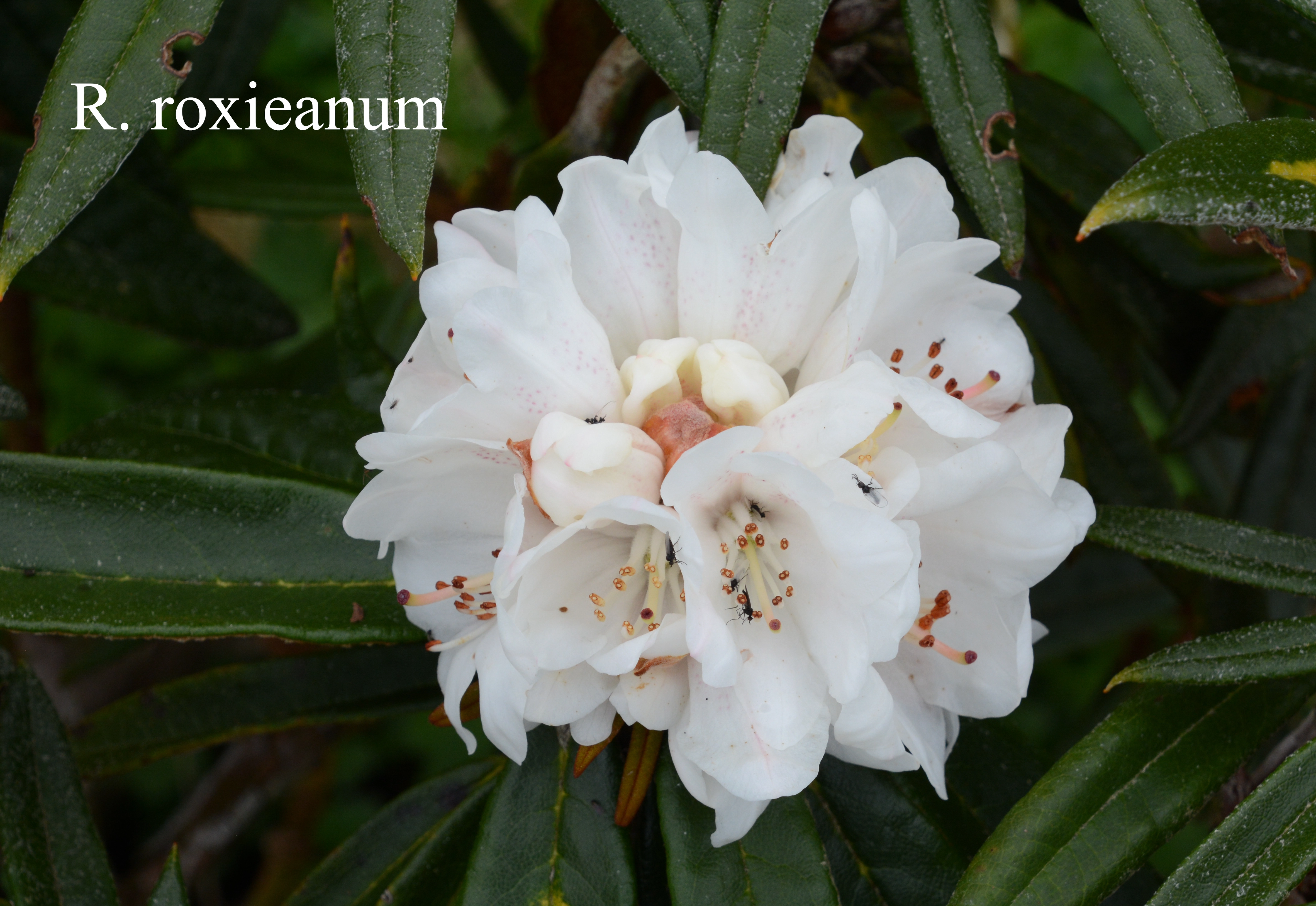 Rhododendron roxieanum var roxieanum photo