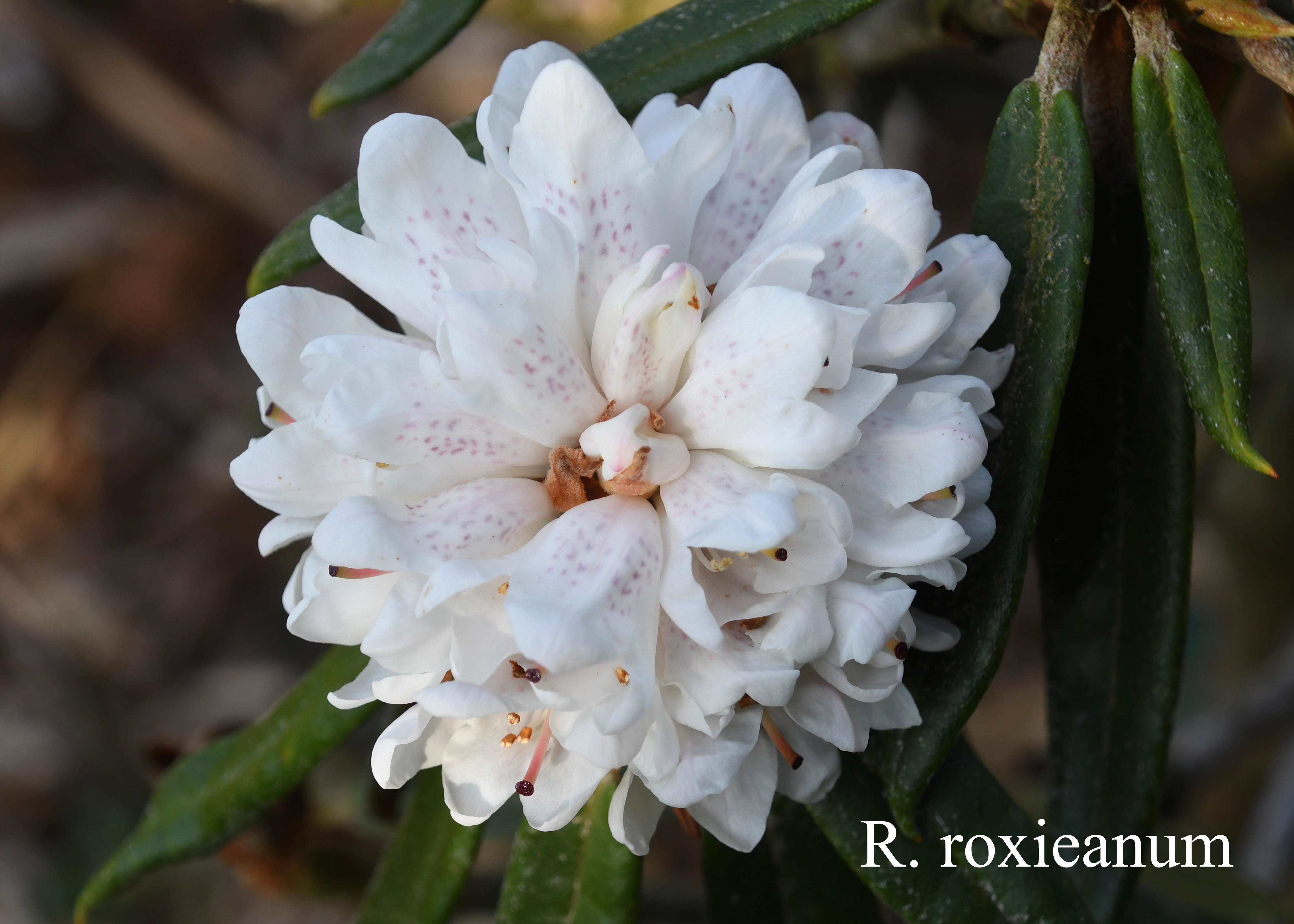Rhododendron roxieanum var roxieanum photo