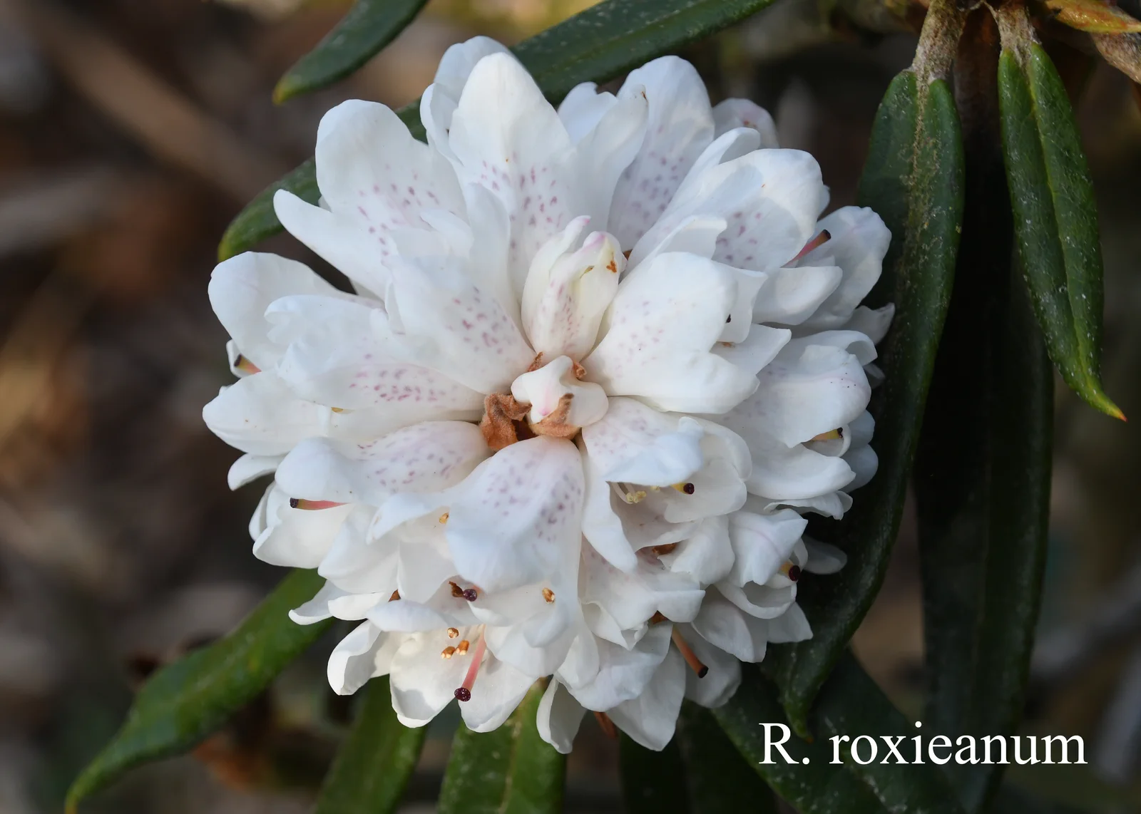R. roxieanum var roxieanum photo of R. roxieanum var roxieanum. Location: Fearing's Farm Nursery, Abbotsford, BC, Canada. Photo by: Harold Fearing