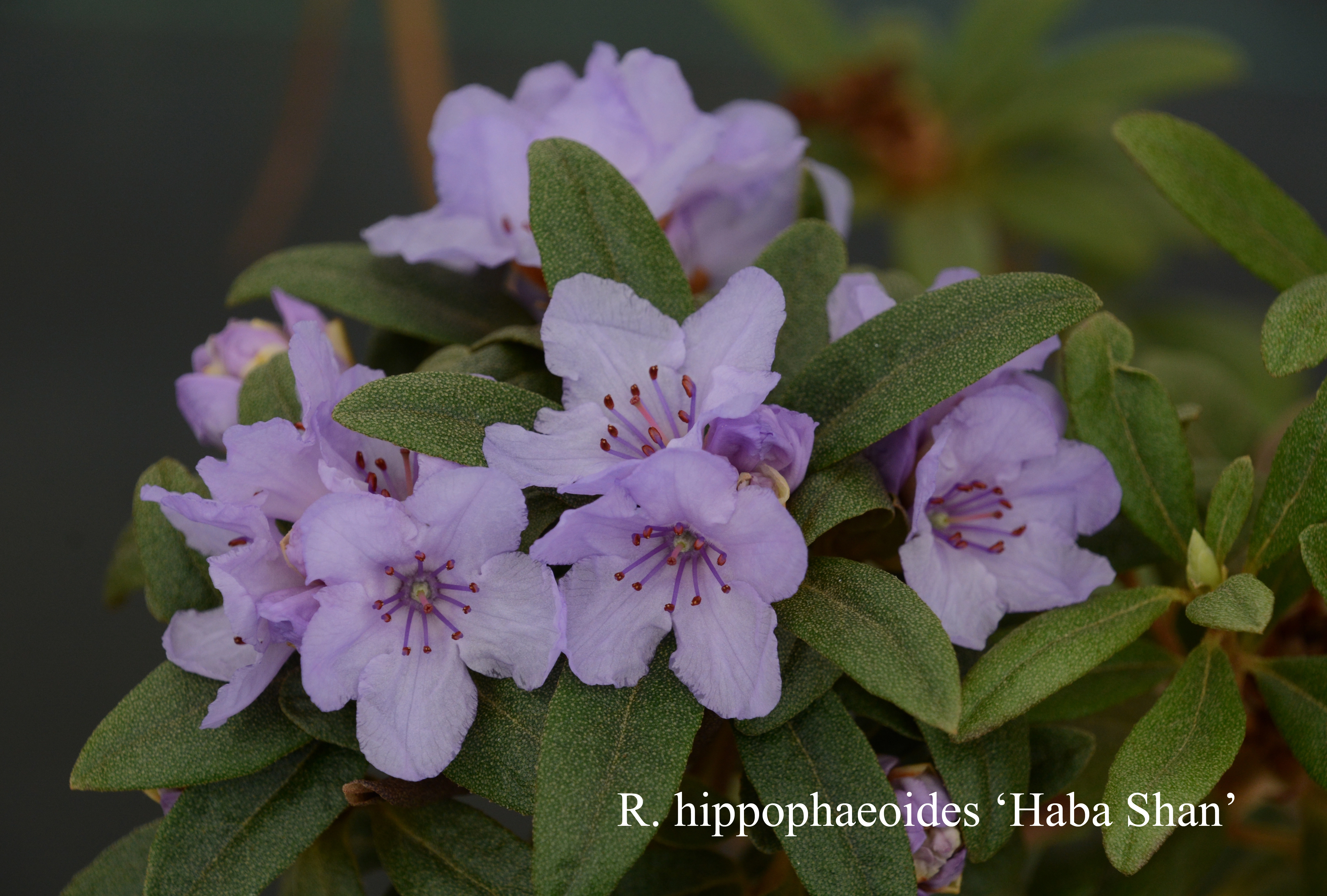 Rhododendron Haba Shan photo