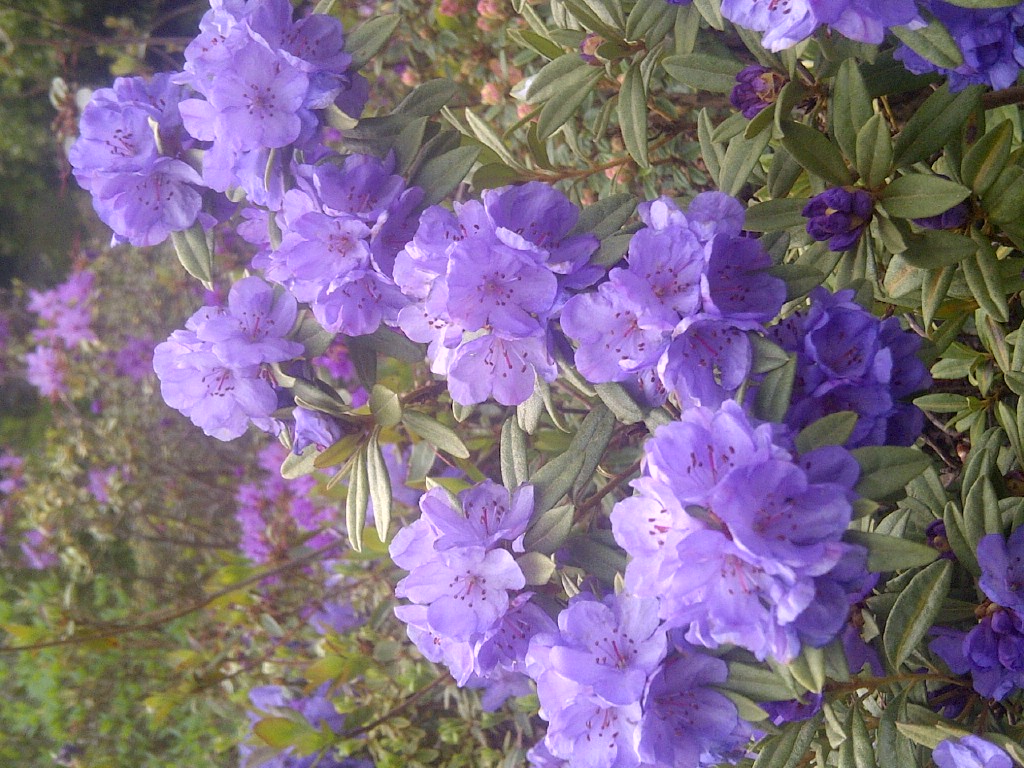 Rhododendron Haba Shan photo