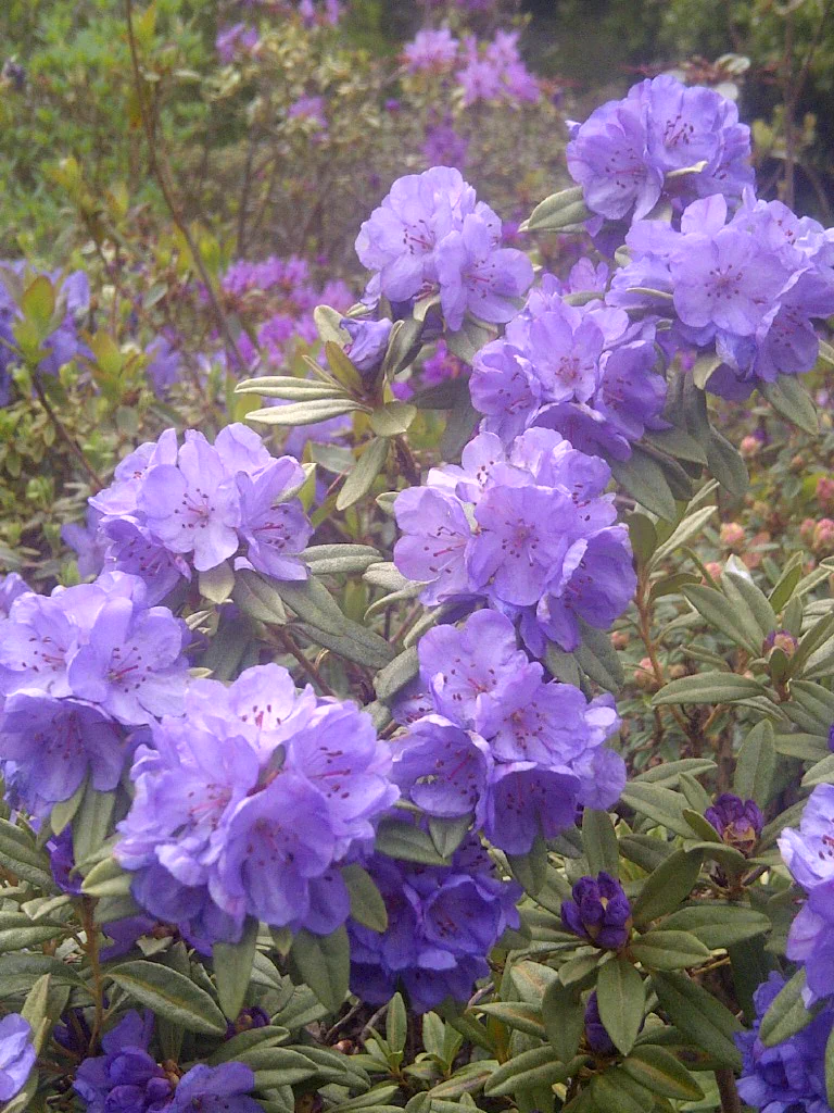 R. hippophaeoides var hippophaeoides 'Haba Shan' photo of R. hippophaeoides var hippophaeoides 'Haba Shan'. Location: Halifax, Nova Scotia. Photo by: John Weagle