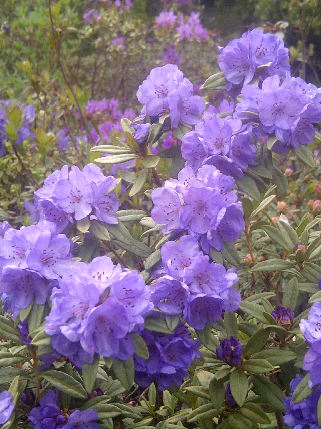 Photo of R. hippophaeoides var hippophaeoides 'Haba Shan', Rhododendron Species Selection