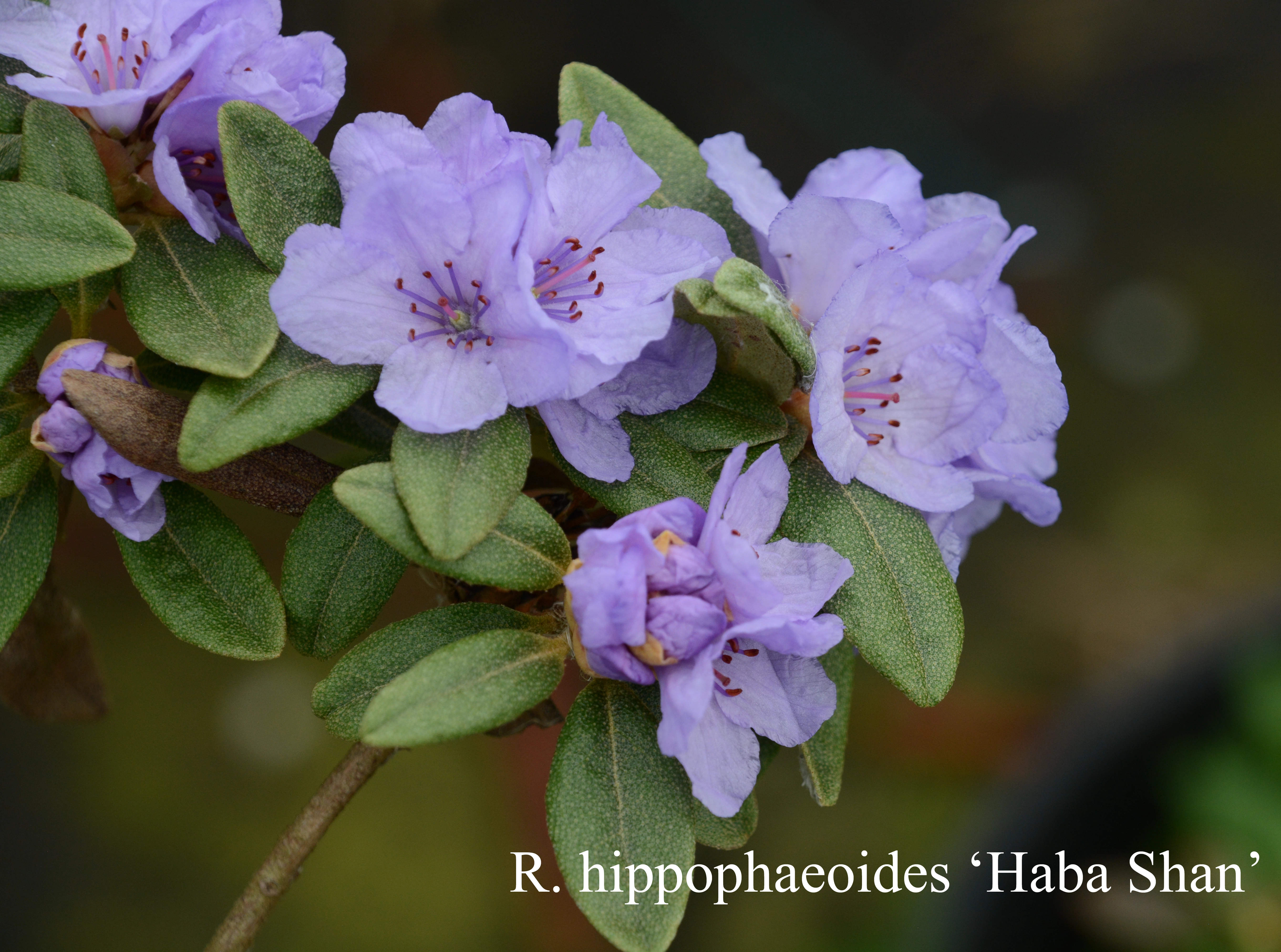 Rhododendron Haba Shan photo