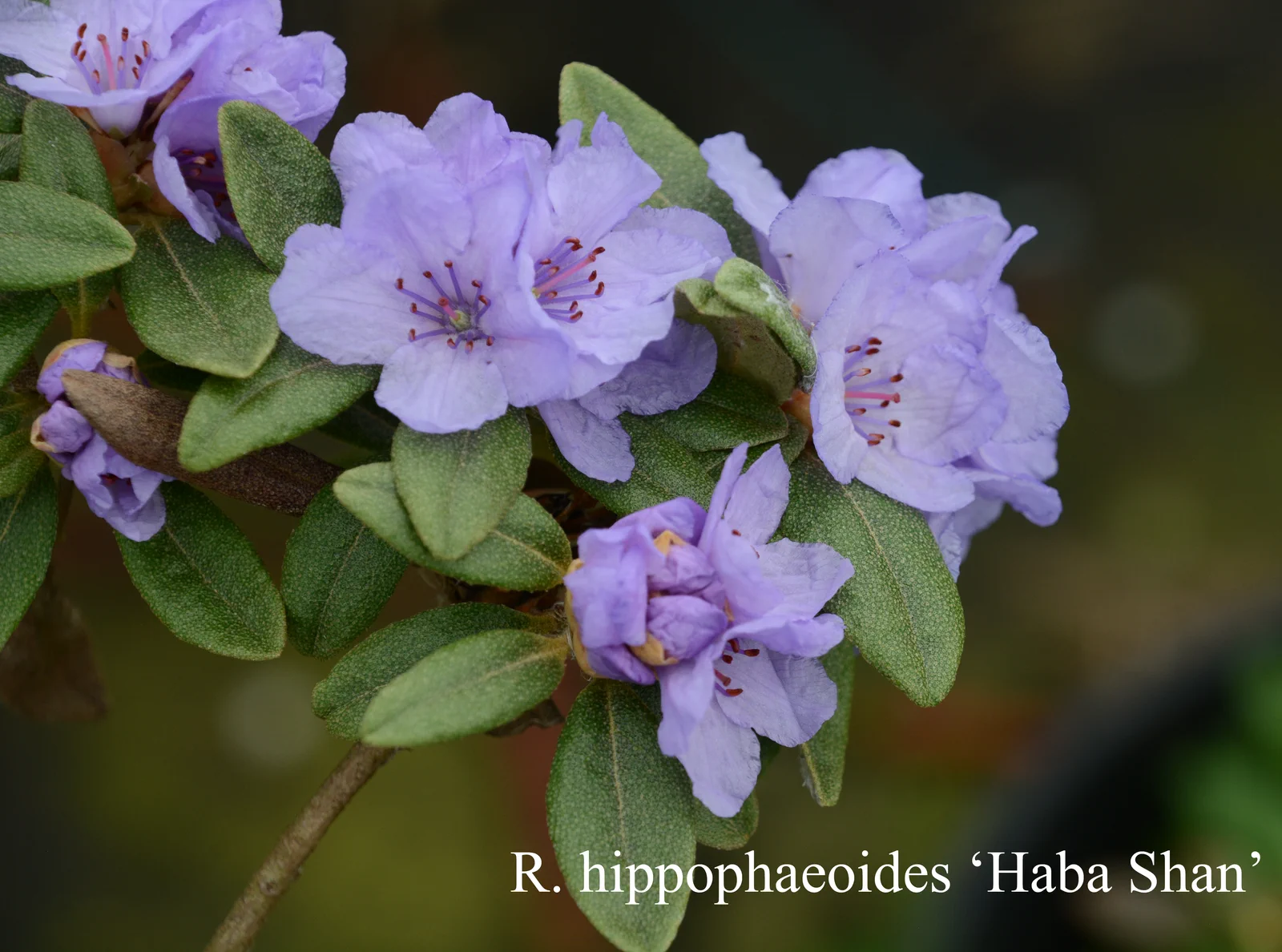 R. hippophaeoides var hippophaeoides 'Haba Shan' photo of R. hippophaeoides var hippophaeoides 'Haba Shan'. Location: Fearing's Farm Nursery, Abbotsford, BC, Canada. Photo by: Harold Fearing