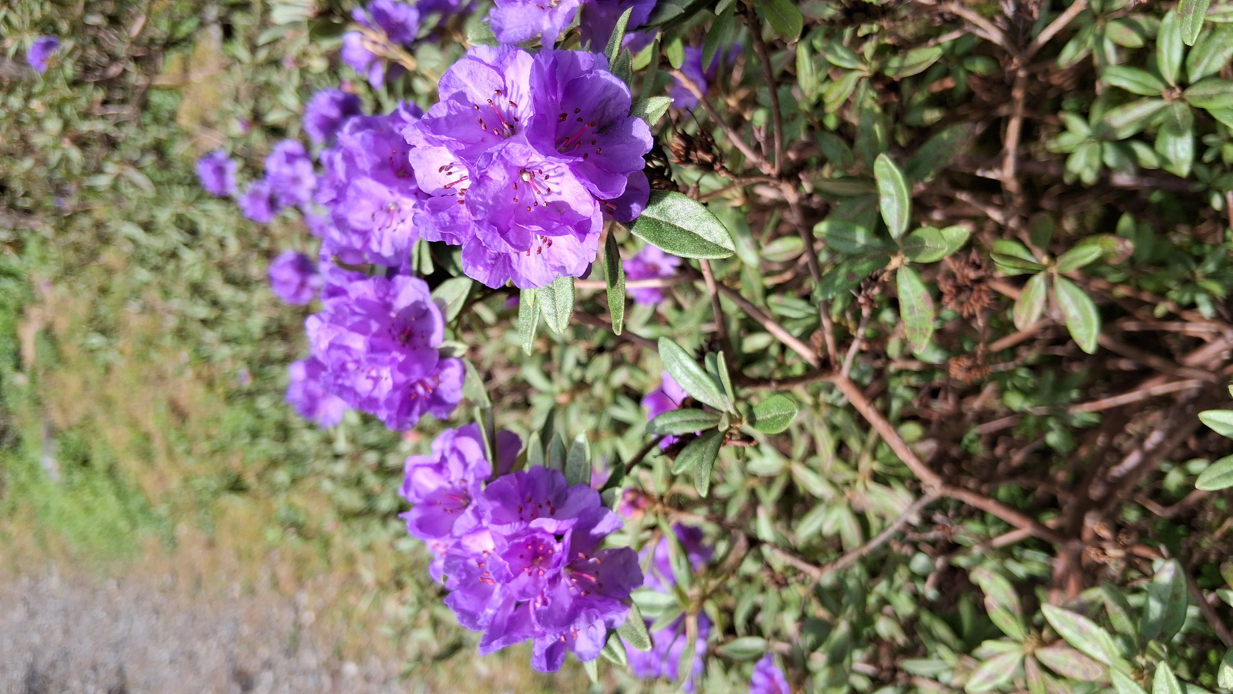 Rhododendron Haba Shan photo