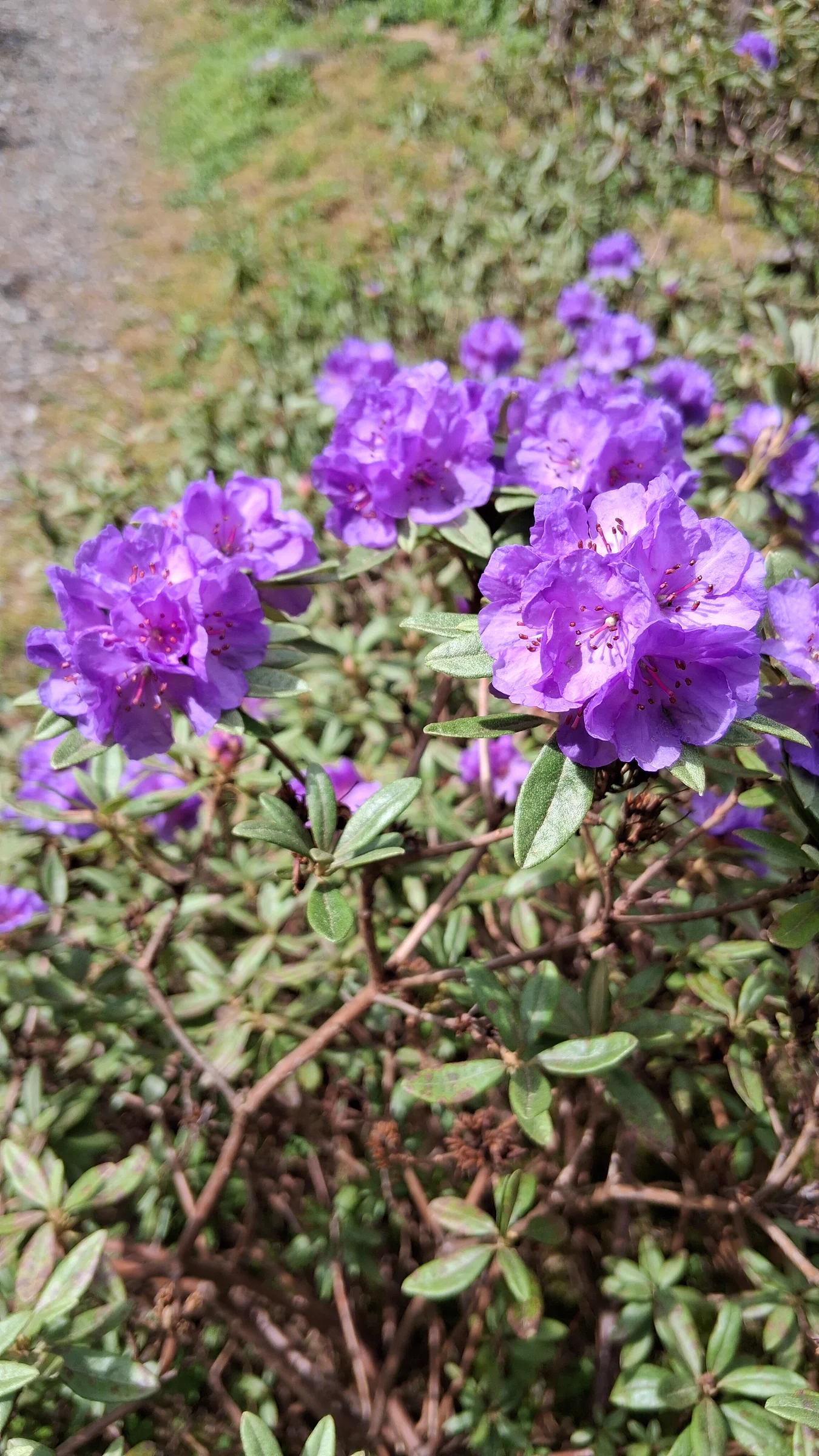 R. hippophaeoides var hippophaeoides 'Haba Shan' photo of R. hippophaeoides var hippophaeoides 'Haba Shan'. R. hippophaeoides var hippophaeoides 'Haba Shan' 2013/281 flowers.. Location: Rhododendron Species Botanical Garden. Photo by: Thatrhodylady