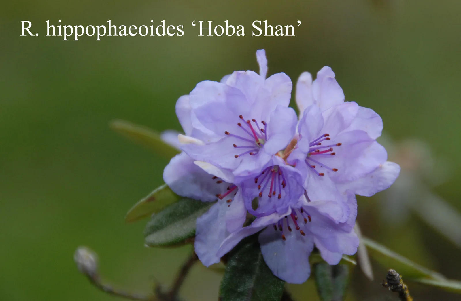 R. hippophaeoides var hippophaeoides 'Haba Shan' photo of R. hippophaeoides var hippophaeoides 'Haba Shan'. Location: Fearing's Farm Nursery, Abbotsford, BC, Canada. Photo by: Harold Fearing