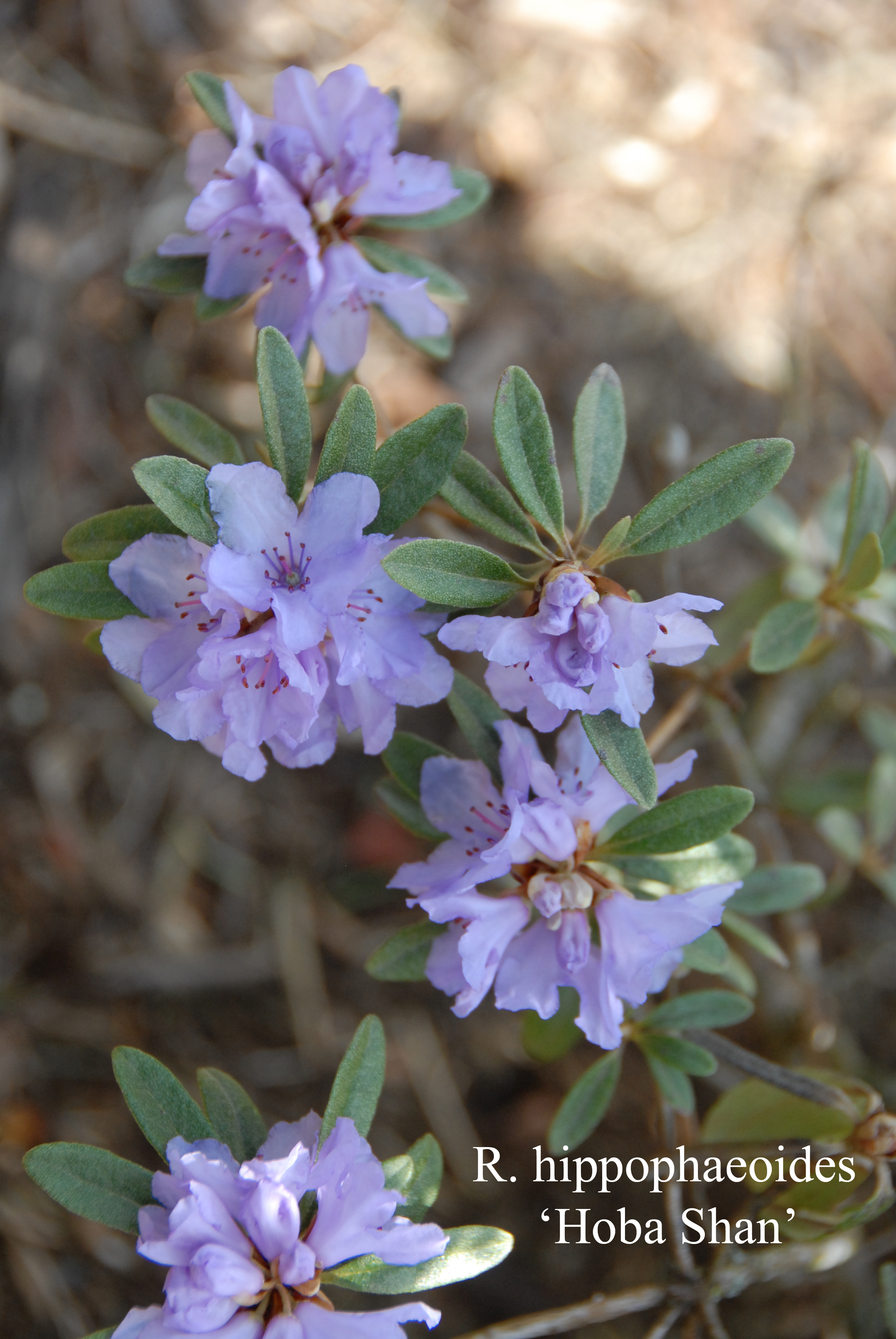 Rhododendron Haba Shan photo