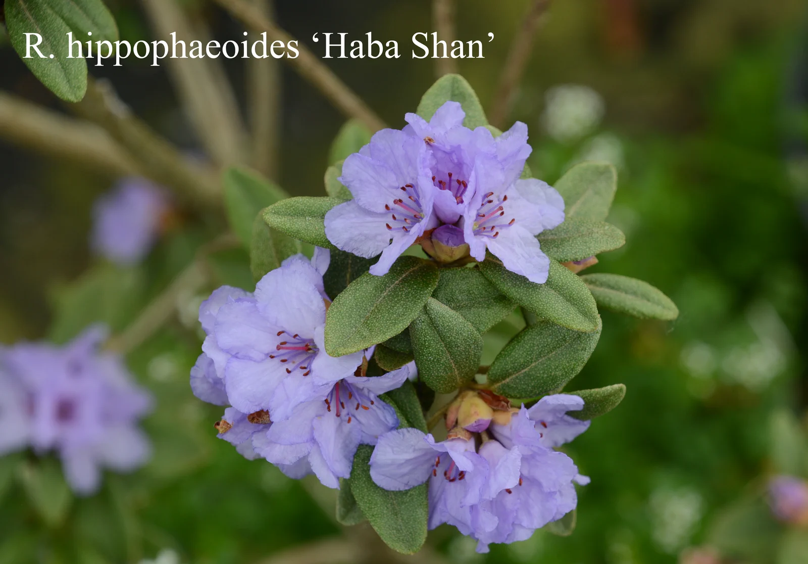 R. hippophaeoides var hippophaeoides 'Haba Shan' photo of R. hippophaeoides var hippophaeoides 'Haba Shan'. Location: Fearing's Farm Nursery, Abbotsford, BC, Canada. Photo by: Harold Fearing