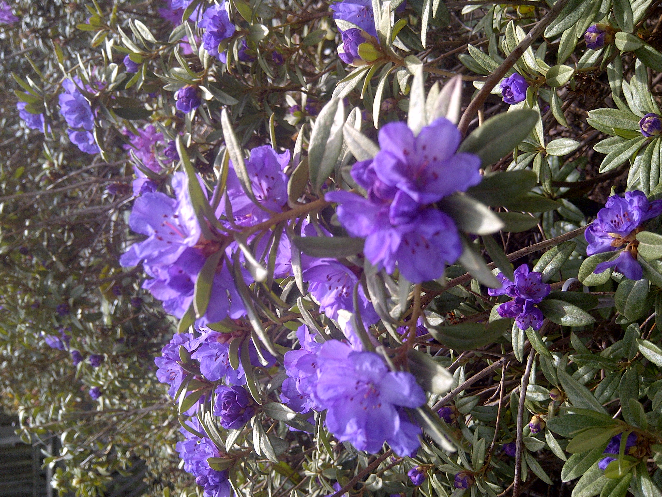 Rhododendron Haba Shan photo