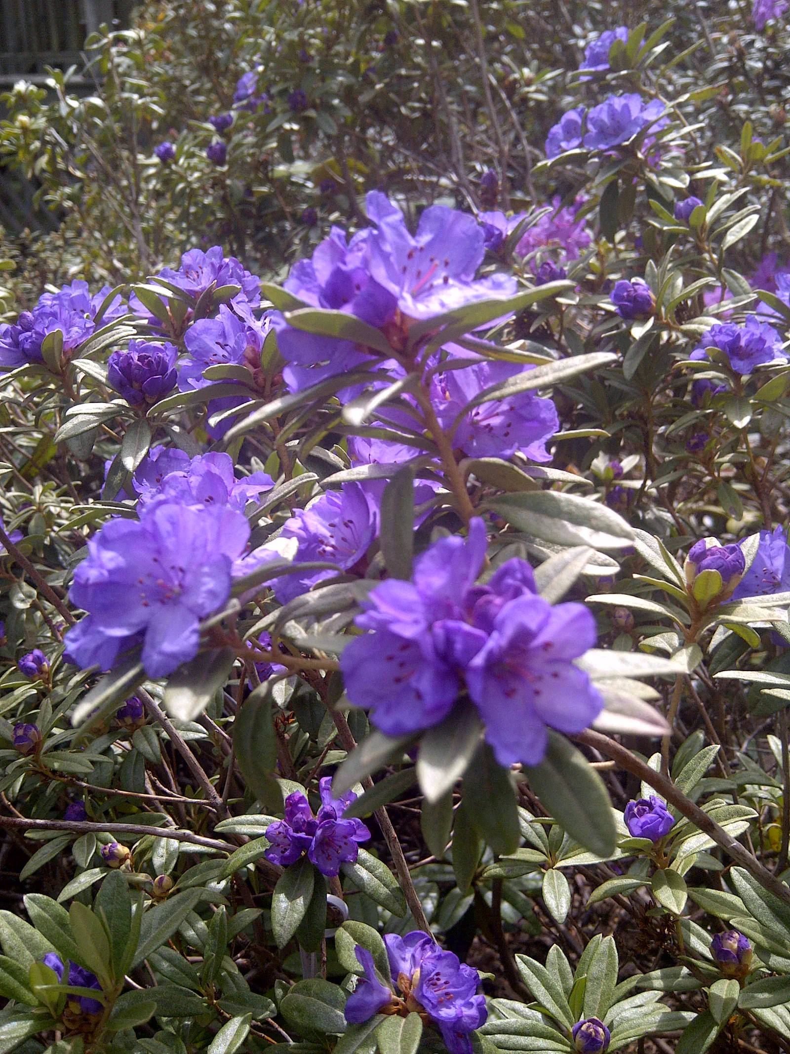 R. hippophaeoides var hippophaeoides 'Haba Shan' photo of R. hippophaeoides var hippophaeoides 'Haba Shan'. Location: Halifax, Nova Scotia. Photo by: John Weagle
