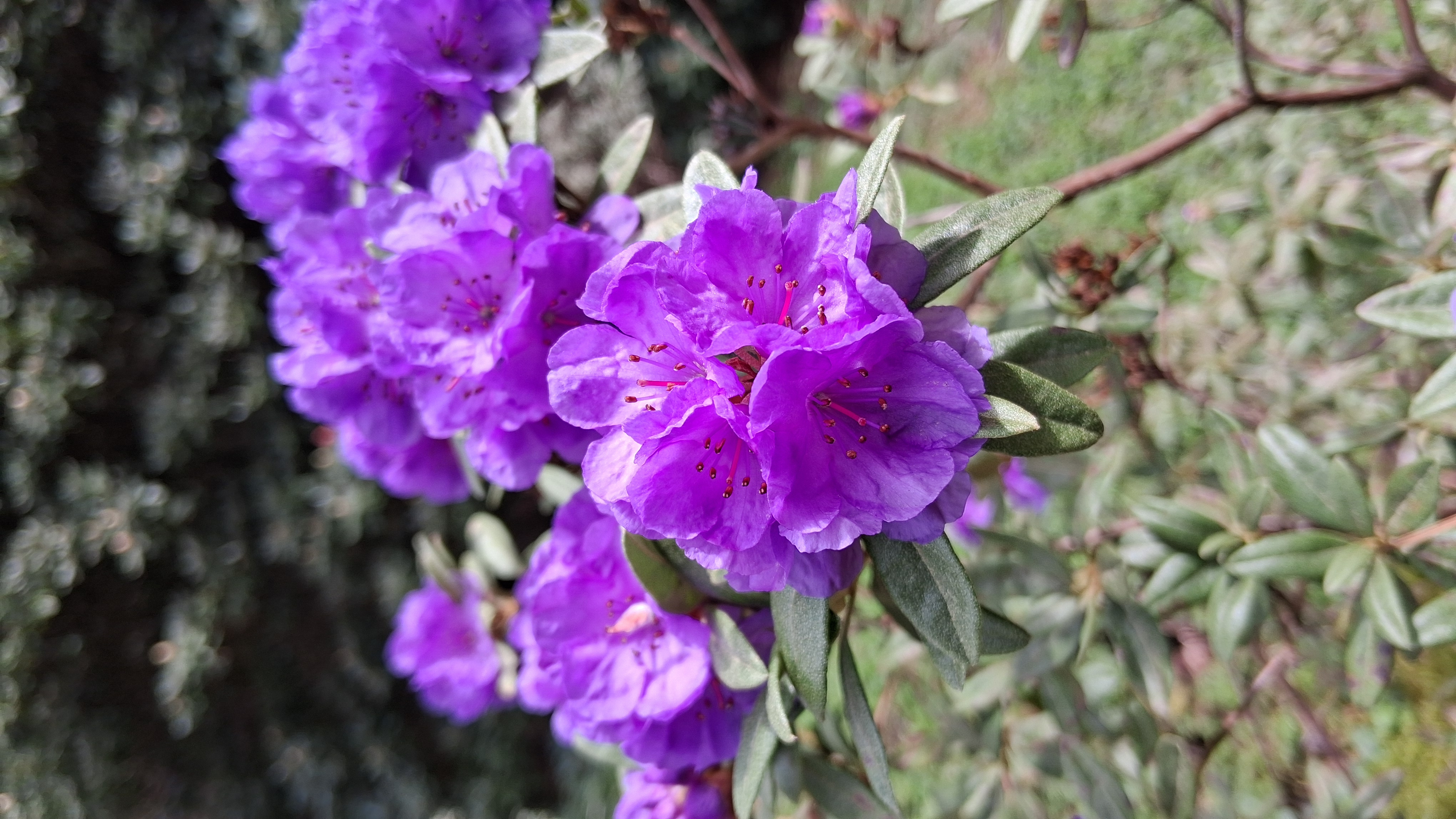 Rhododendron Haba Shan photo