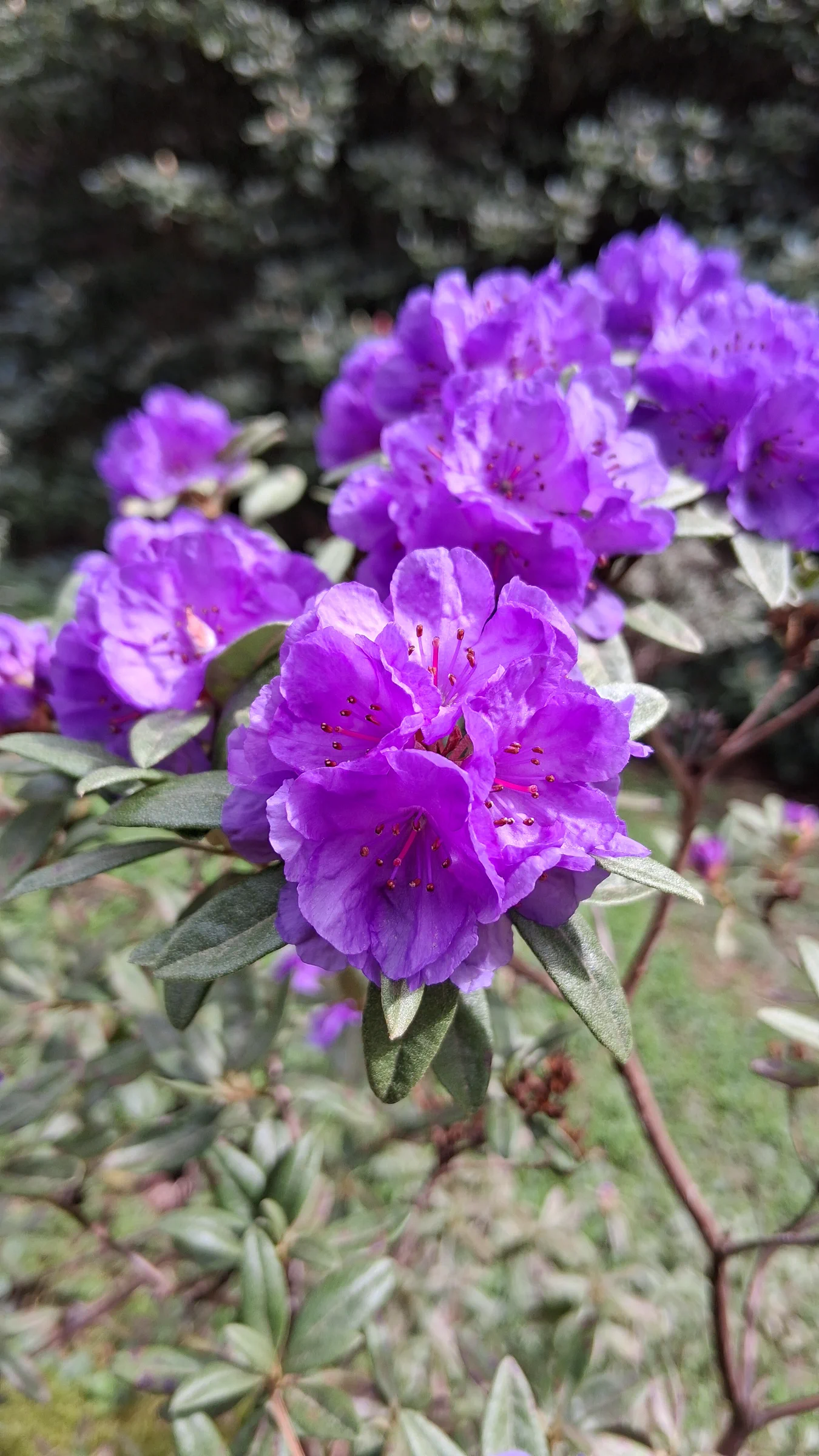 R. hippophaeoides var hippophaeoides 'Haba Shan' photo of R. hippophaeoides var hippophaeoides 'Haba Shan'. R. hippophaeoides var hippophaeoides 'Haba Shan' 2013/281 flowers.. Location: Rhododendron Species Botanical Garden. Photo by: Thatrhodylady