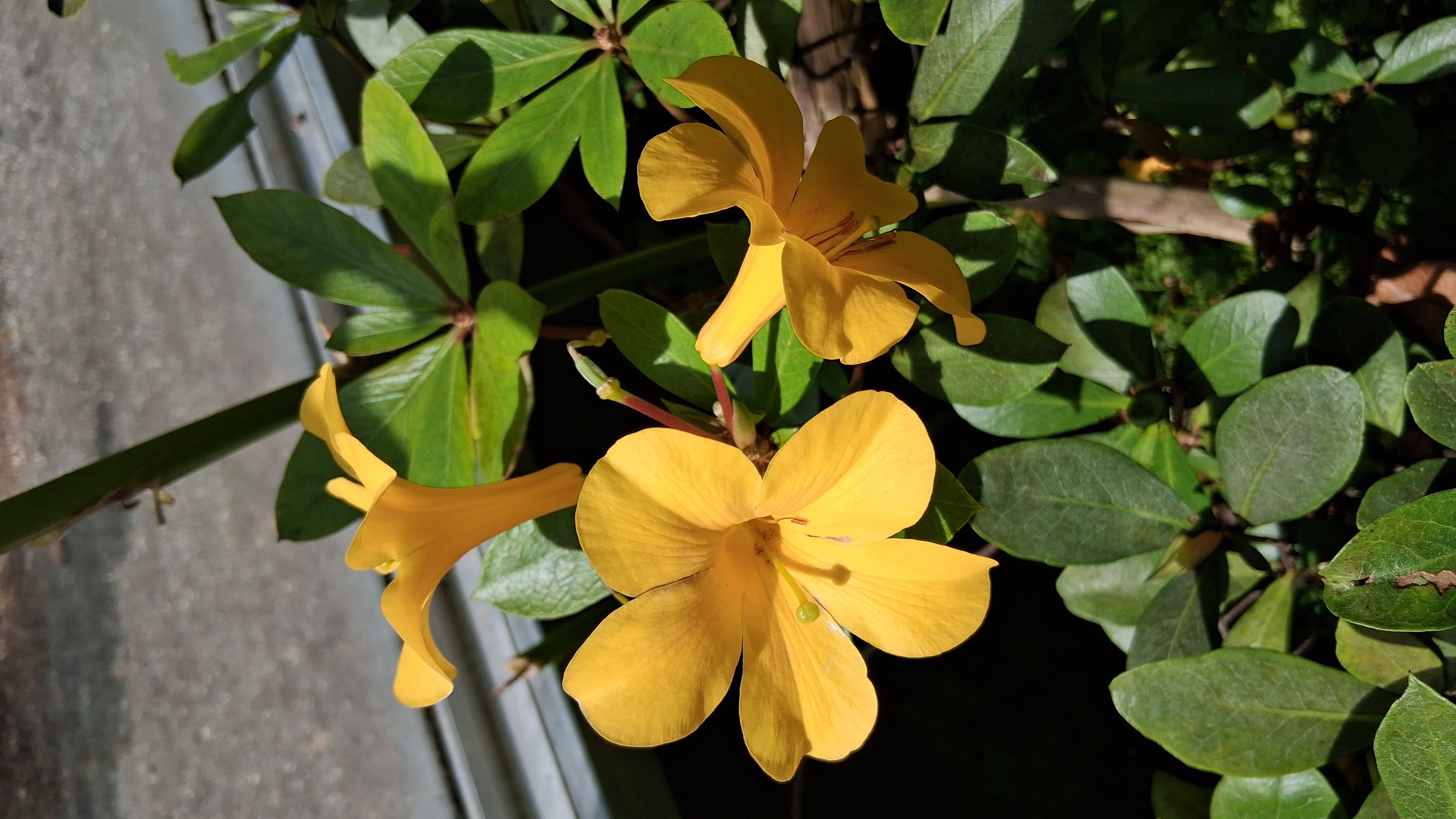 Rhododendron laetum photo