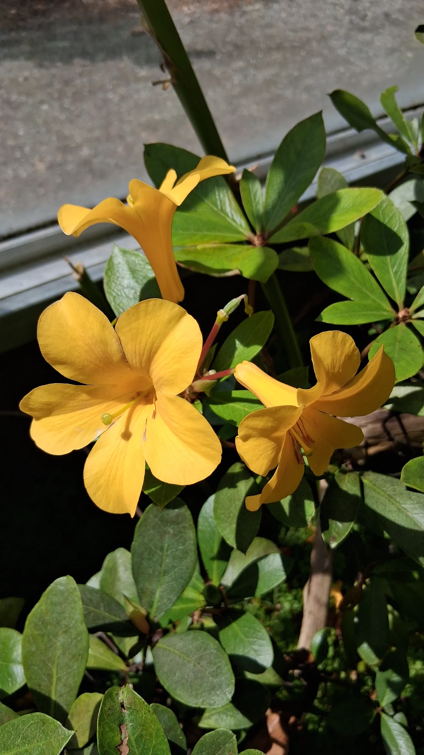 R. laetum photo of R. laetum. R. laetum flowers.. Location: Rhododendron Species Botanical Garden. Photo by: Thatrhodylady