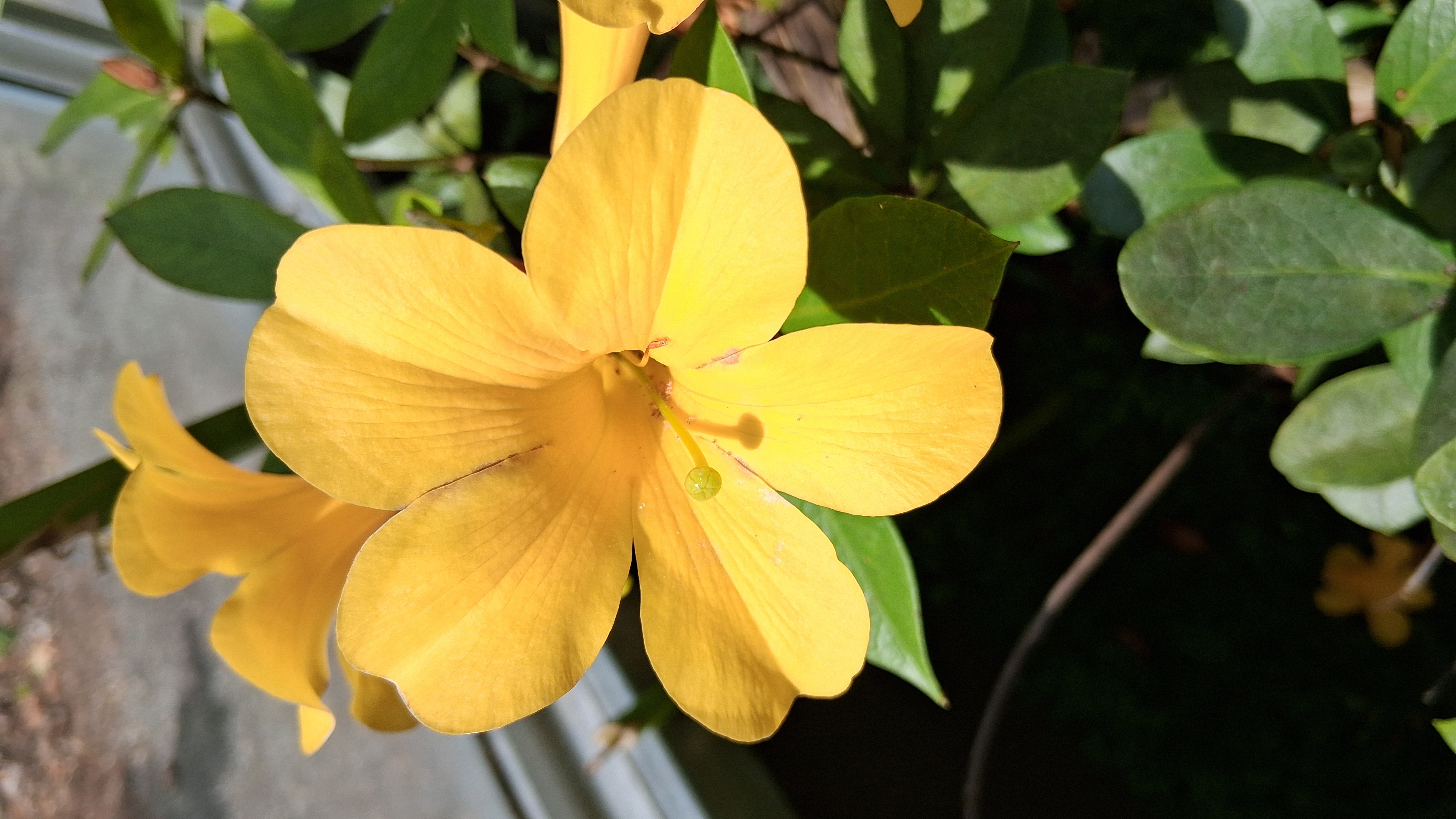 Rhododendron laetum photo