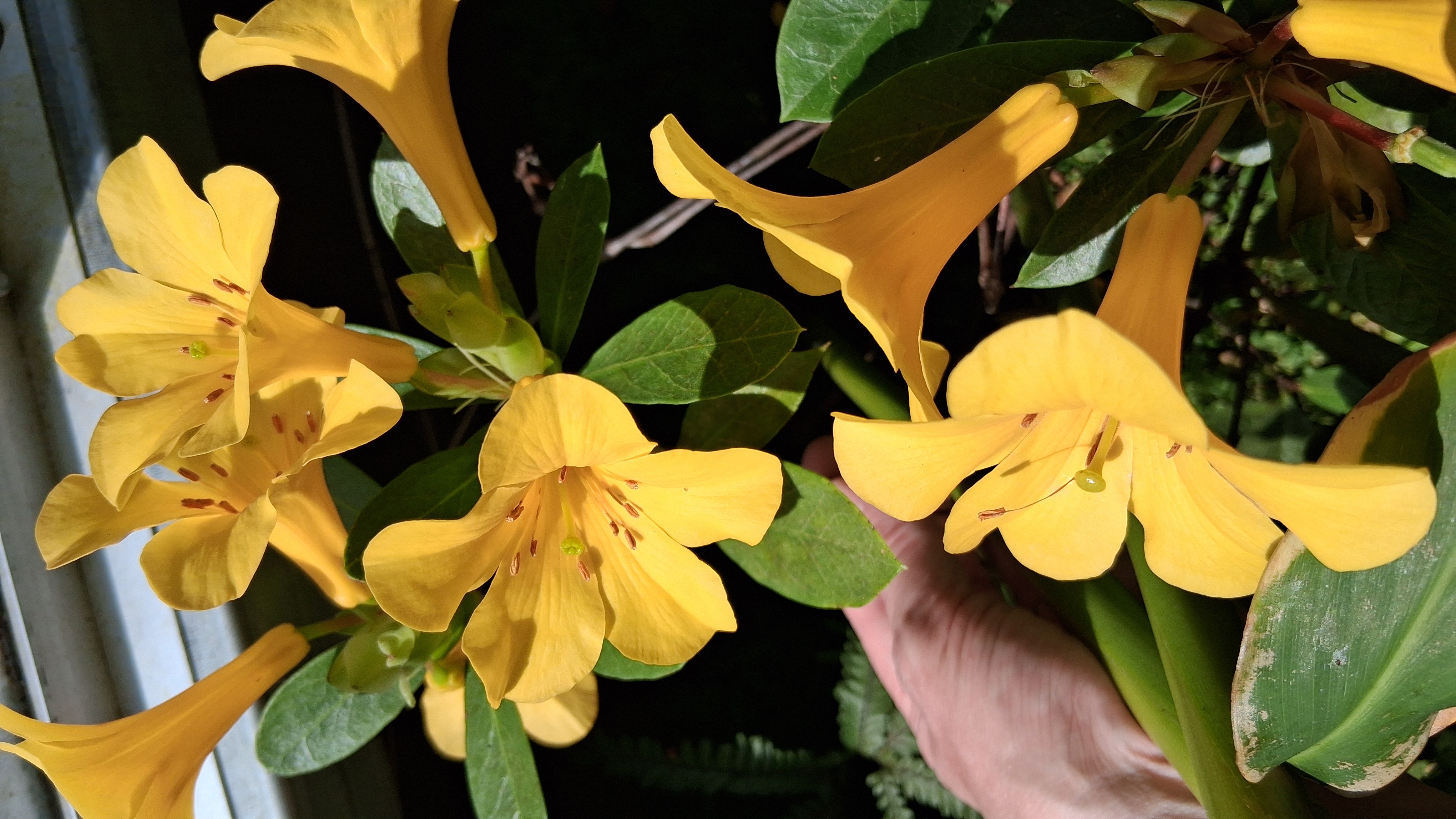 Rhododendron laetum photo